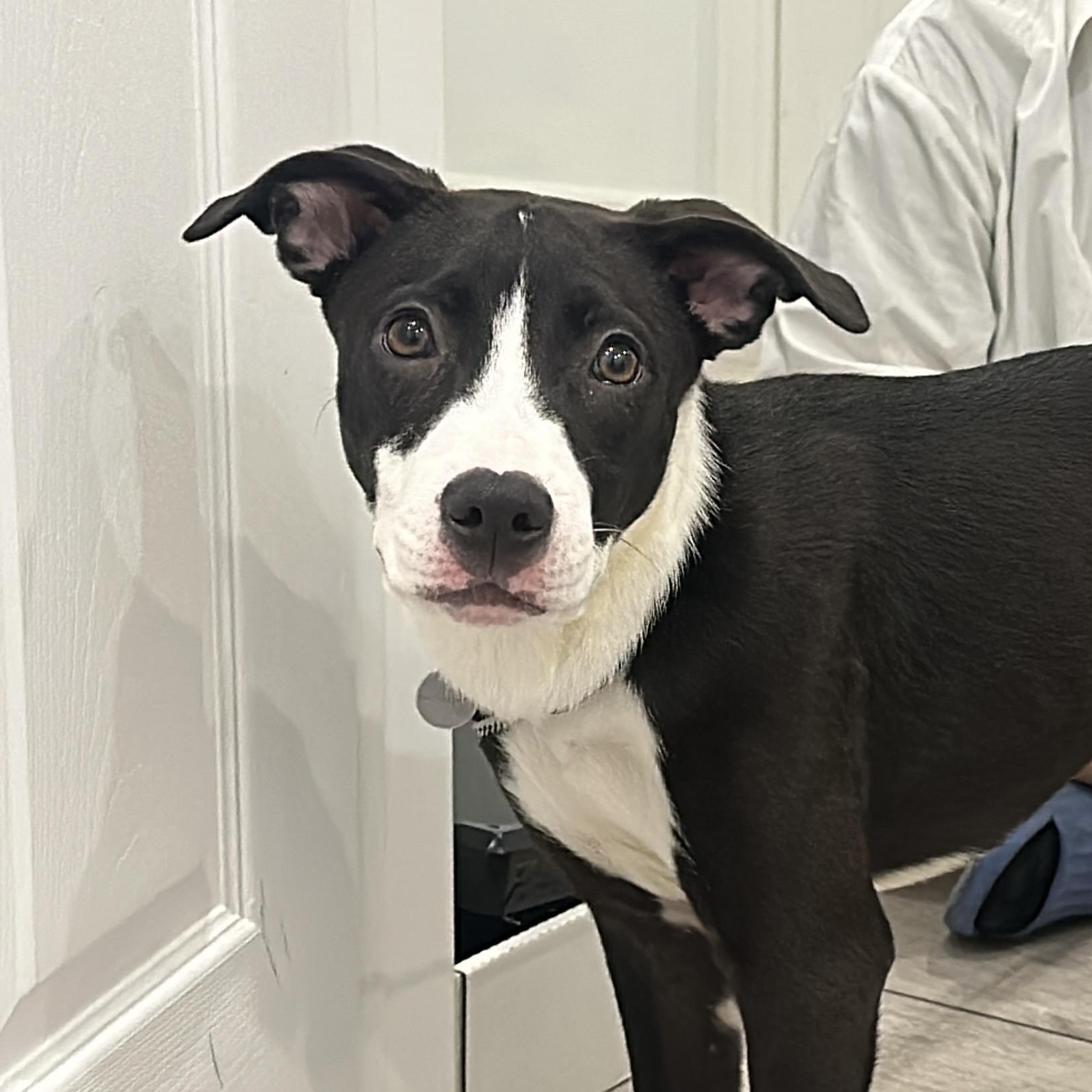 Enlarge Thumper, a Adoptable Mixed Breed in Toronto, ON image 2/6