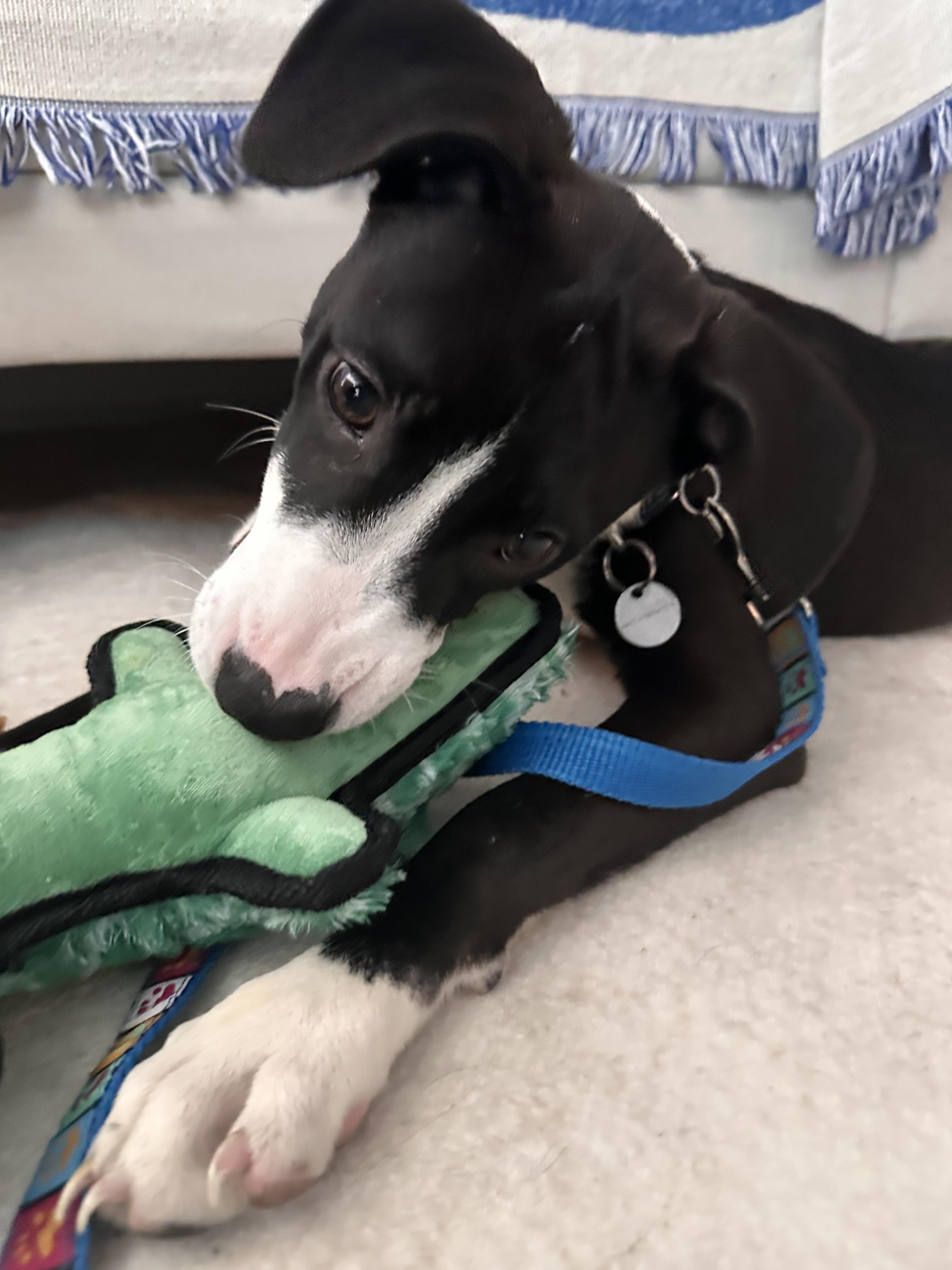 Enlarge Thumper, a Adoptable Mixed Breed in Toronto, ON image 5/6