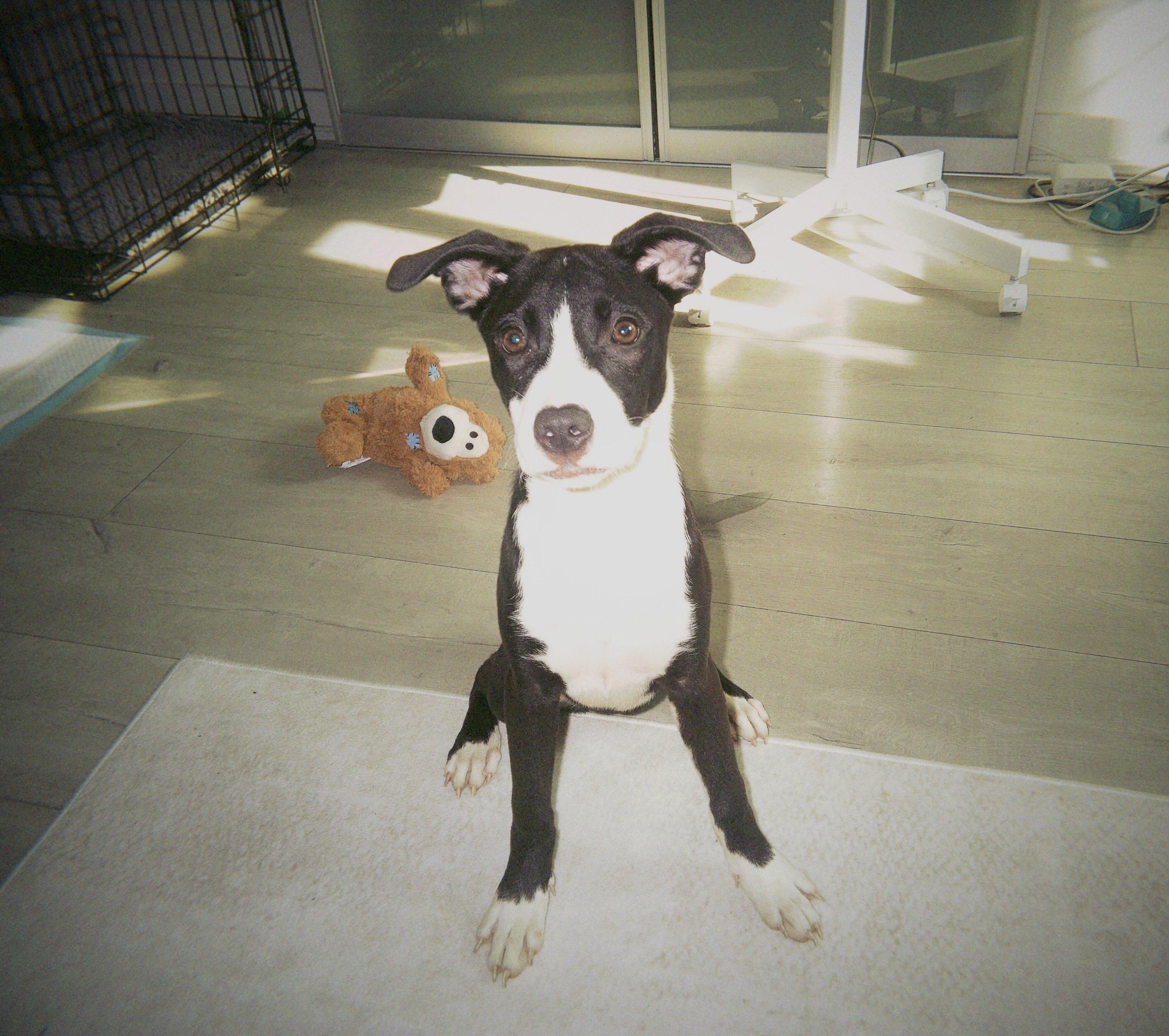 Enlarge Thumper, a Adoptable Mixed Breed in Toronto, ON image 4/6