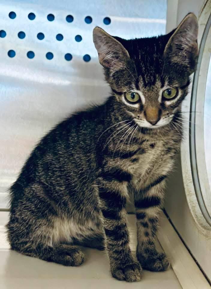 Enlarge Dino Nugget, a Adoptable Domestic Short Hair in Mount Pleasant, TX image 2/2