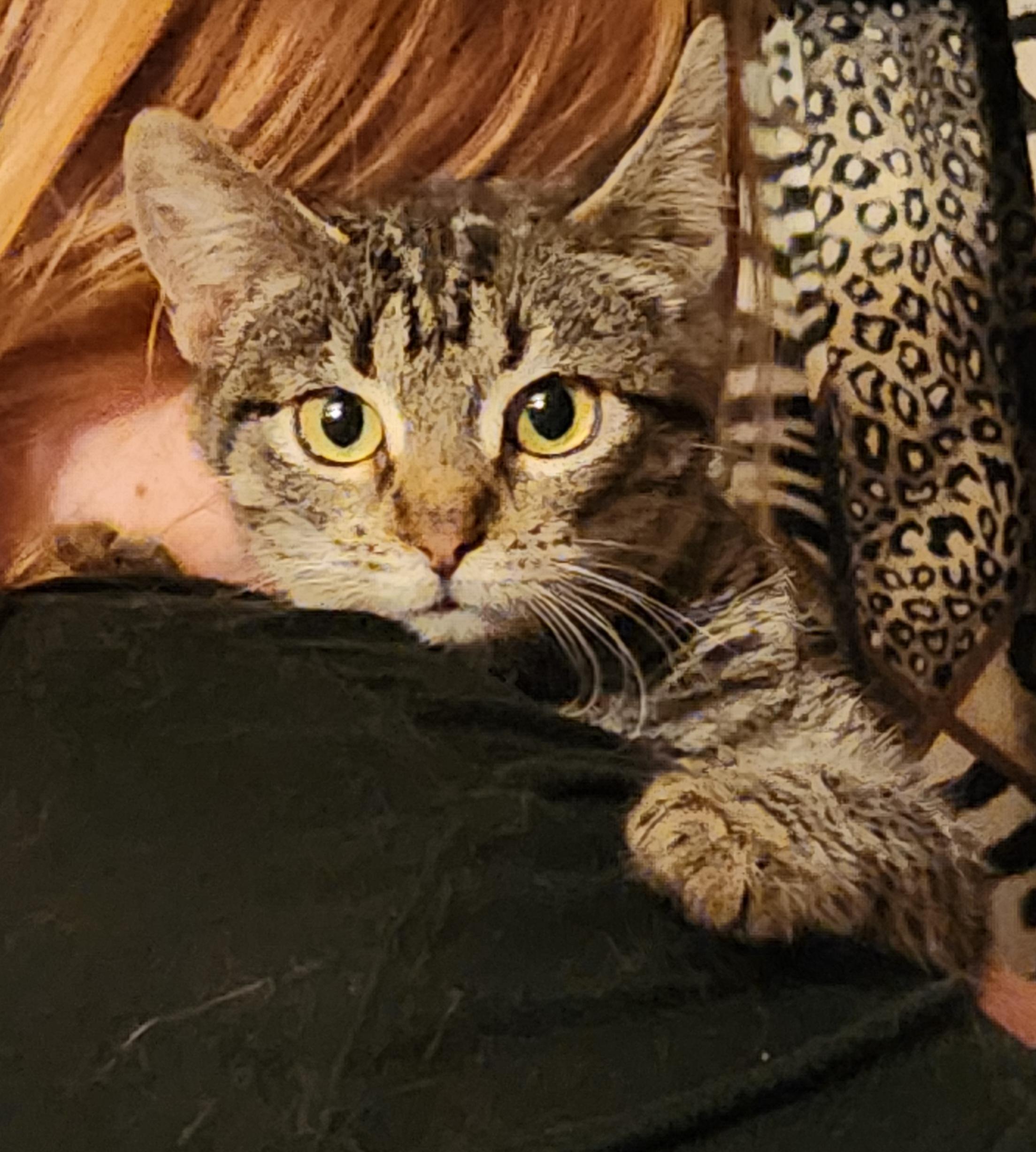 Enlarge Dino Nugget, a Adoptable Domestic Short Hair in Mount Pleasant, TX image 1/2