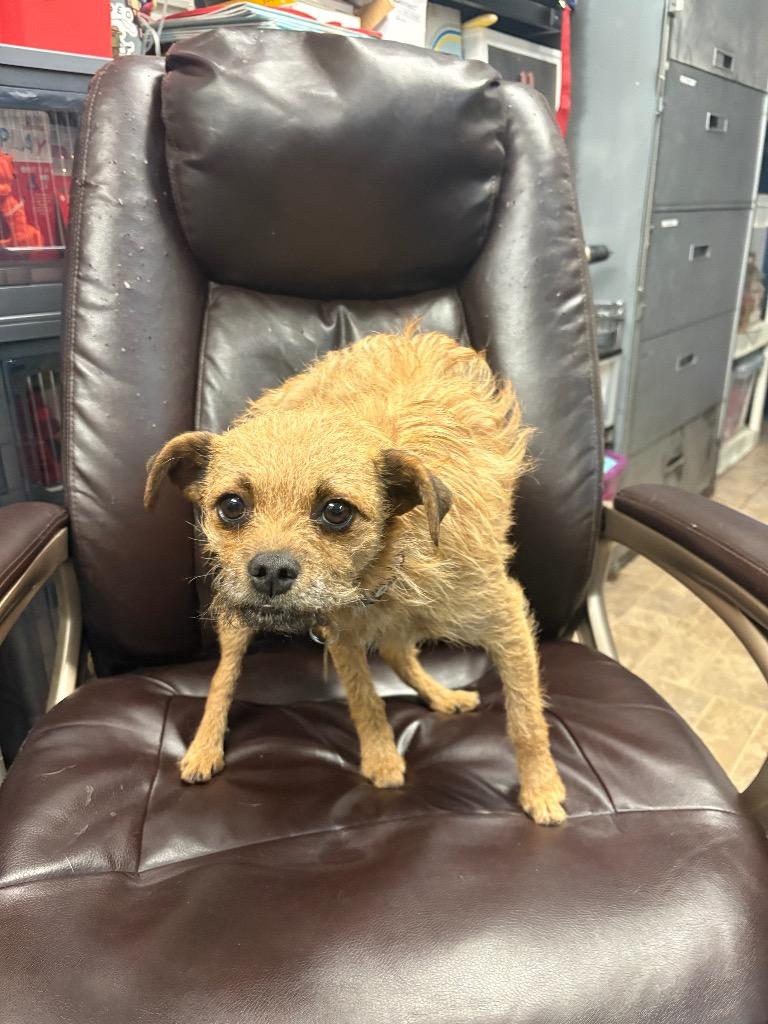 Panini, Adoptable, Adult Female Chihuahua & Poodle.