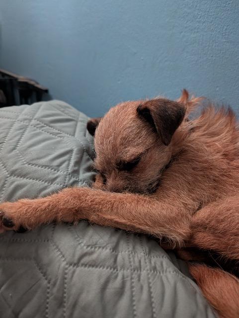 Panini, Adoptable, Adult Female Chihuahua & Poodle.