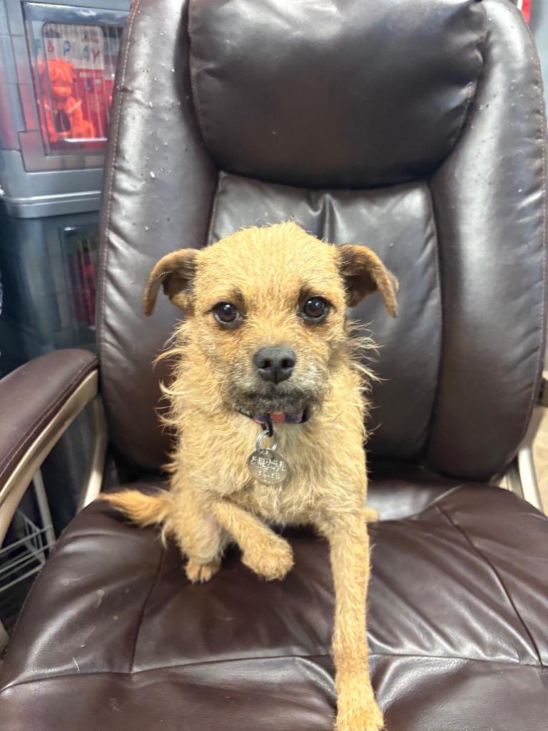 Enlarge Panini, a Adoptable mixed breed in Reno, NV image 3/4