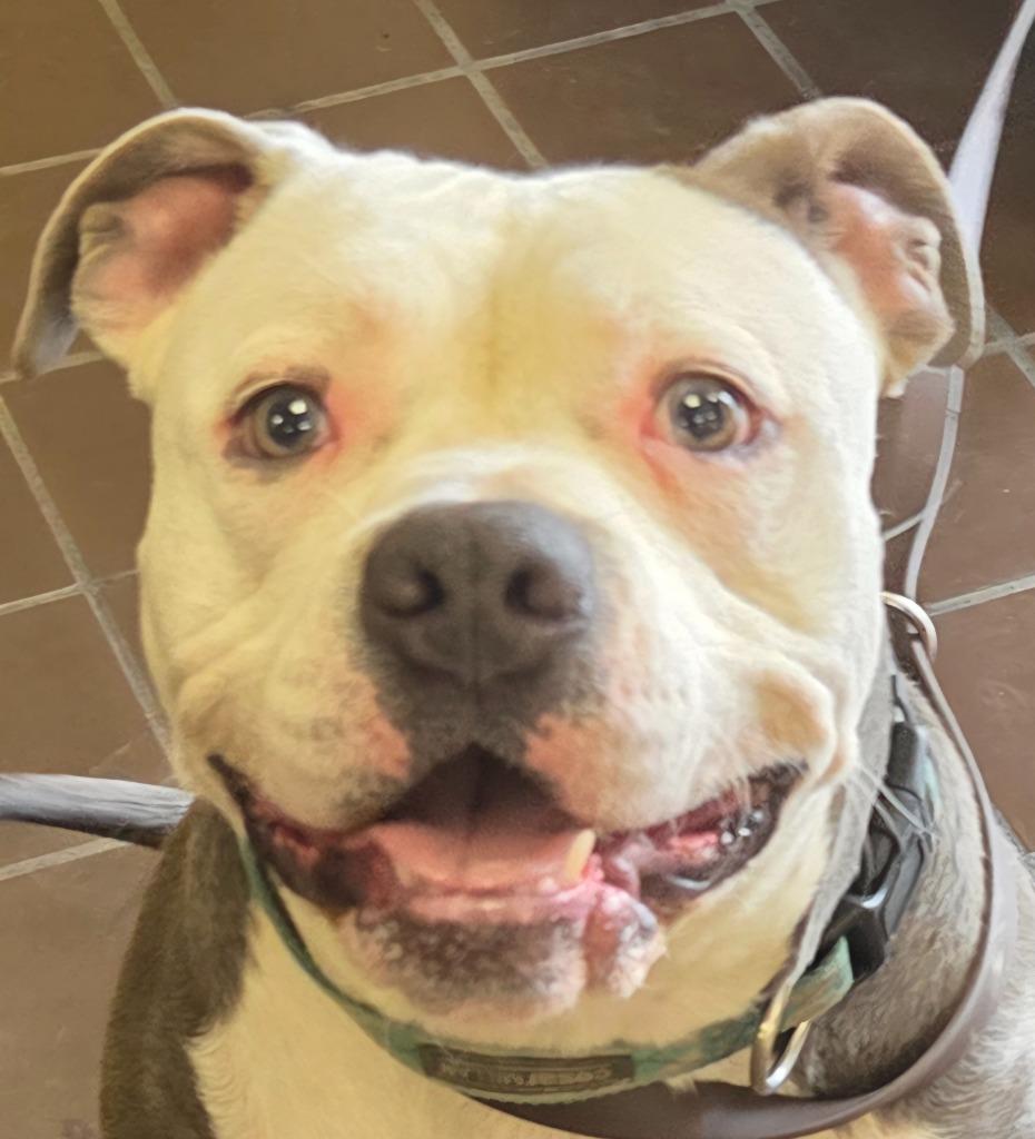 Enlarge Pink, a Adopted mixed breed in Olean, NY image 1/1