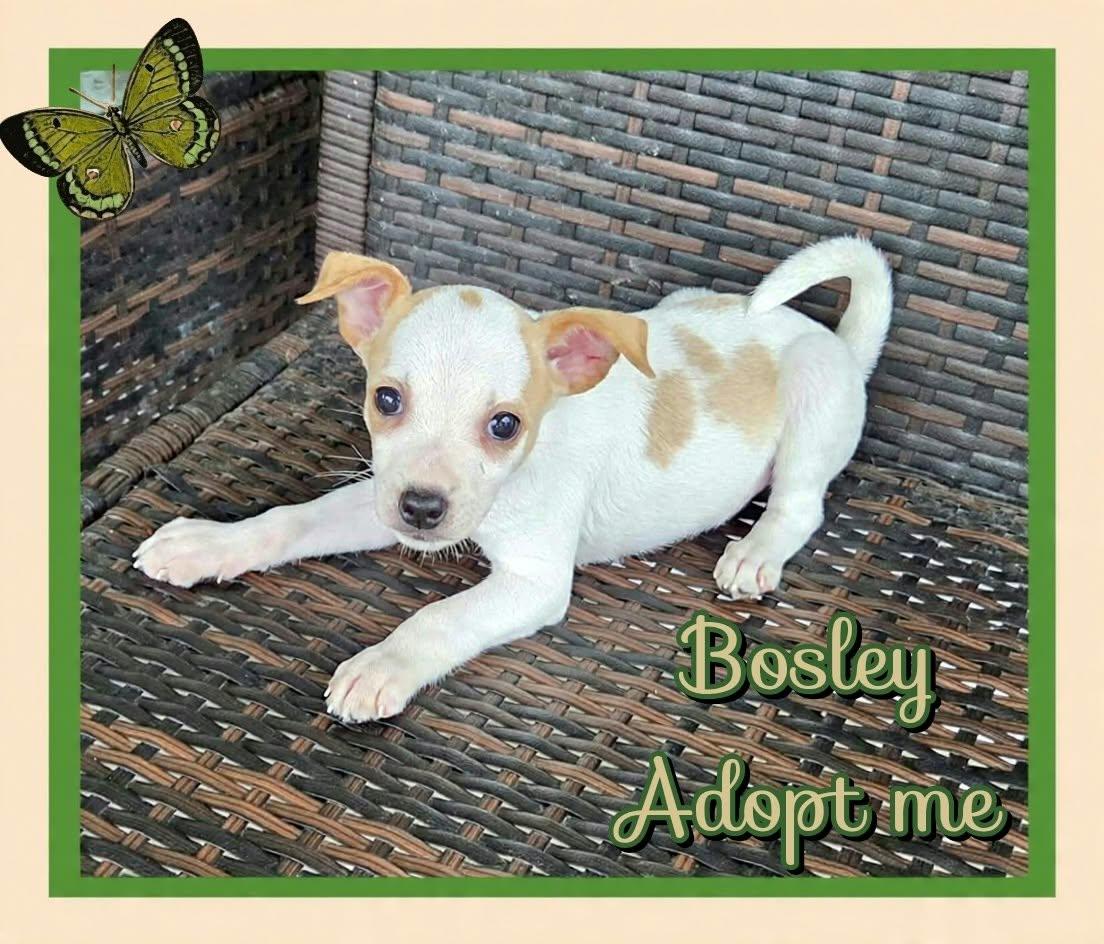 Enlarge Bosley, a Adoptable mixed breed in Grove, OK image 3/4