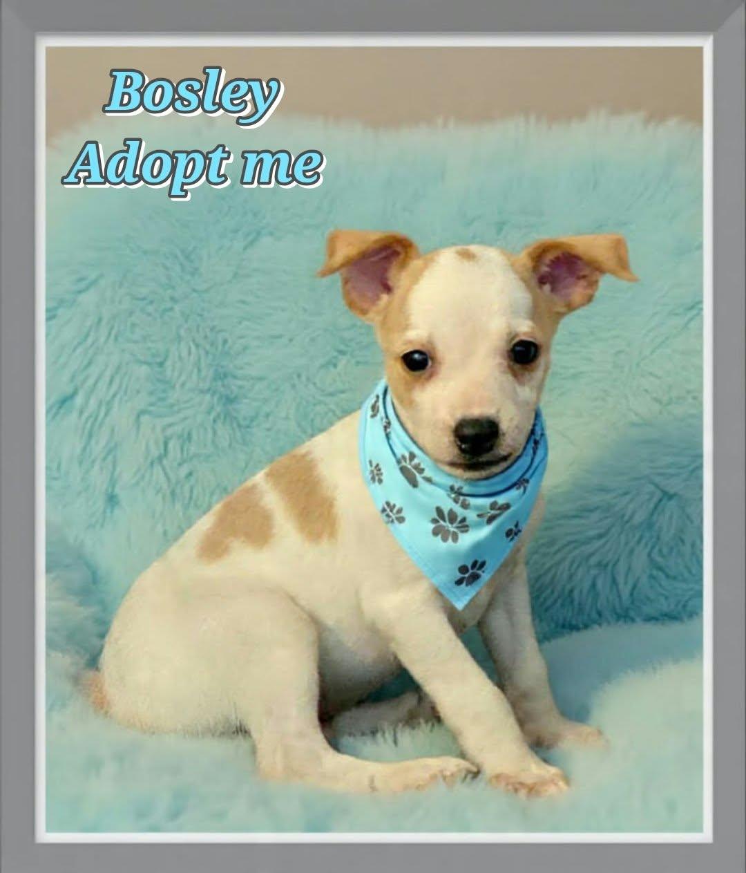 Enlarge Bosley, a Adoptable mixed breed in Grove, OK image 4/4