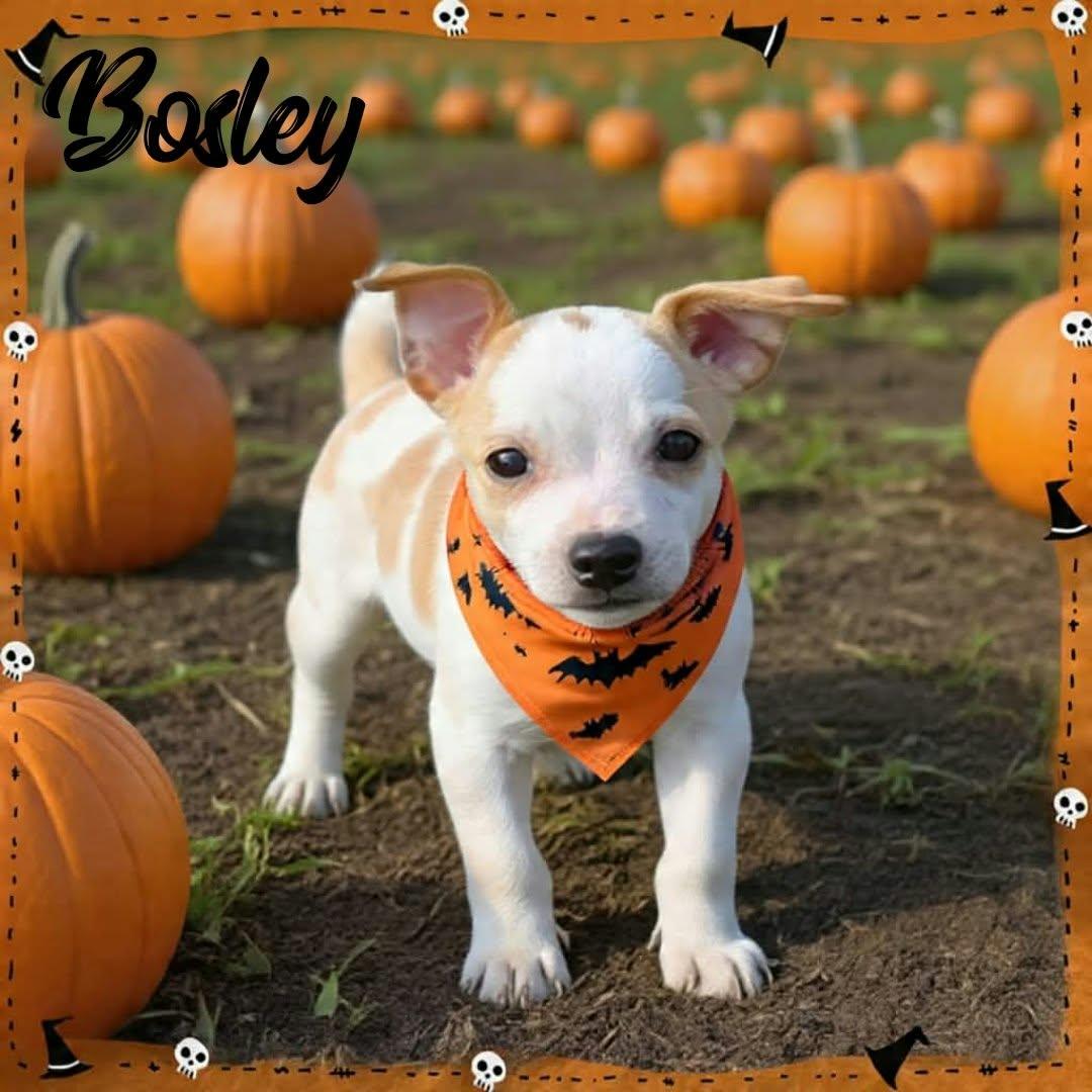 Bosley, Adoptable, Puppy Male Chihuahua & Jack Russell Terrier.