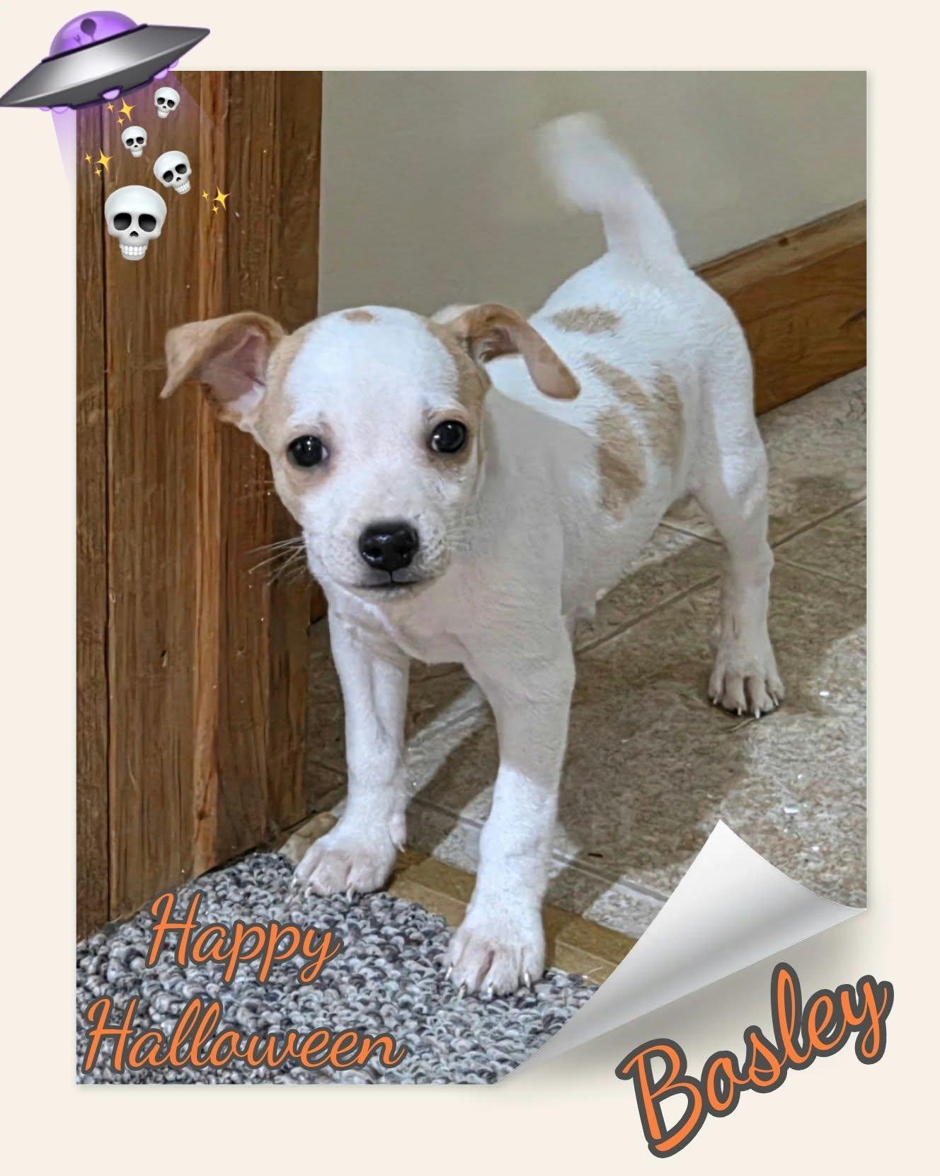 Enlarge Bosley, a Adoptable mixed breed in Grove, OK image 2/4