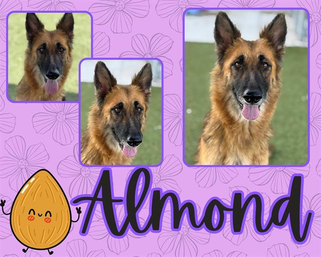 ALMOND, Adoptable, Adult Female German Shepherd Dog.