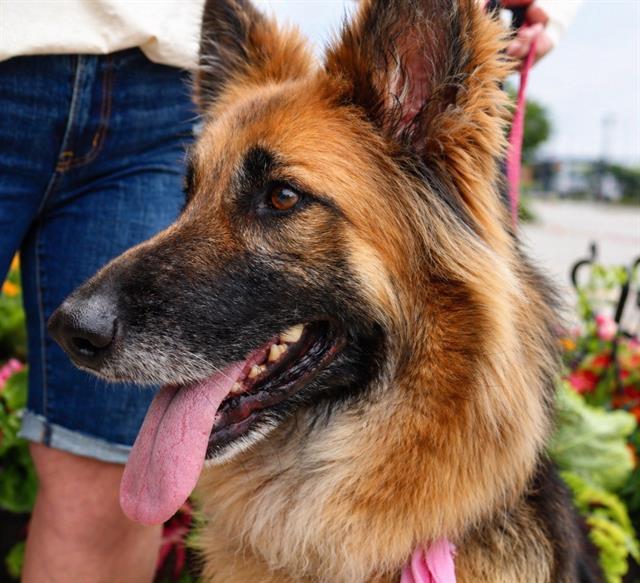 ALMOND, Adoptable, Adult Female German Shepherd Dog.