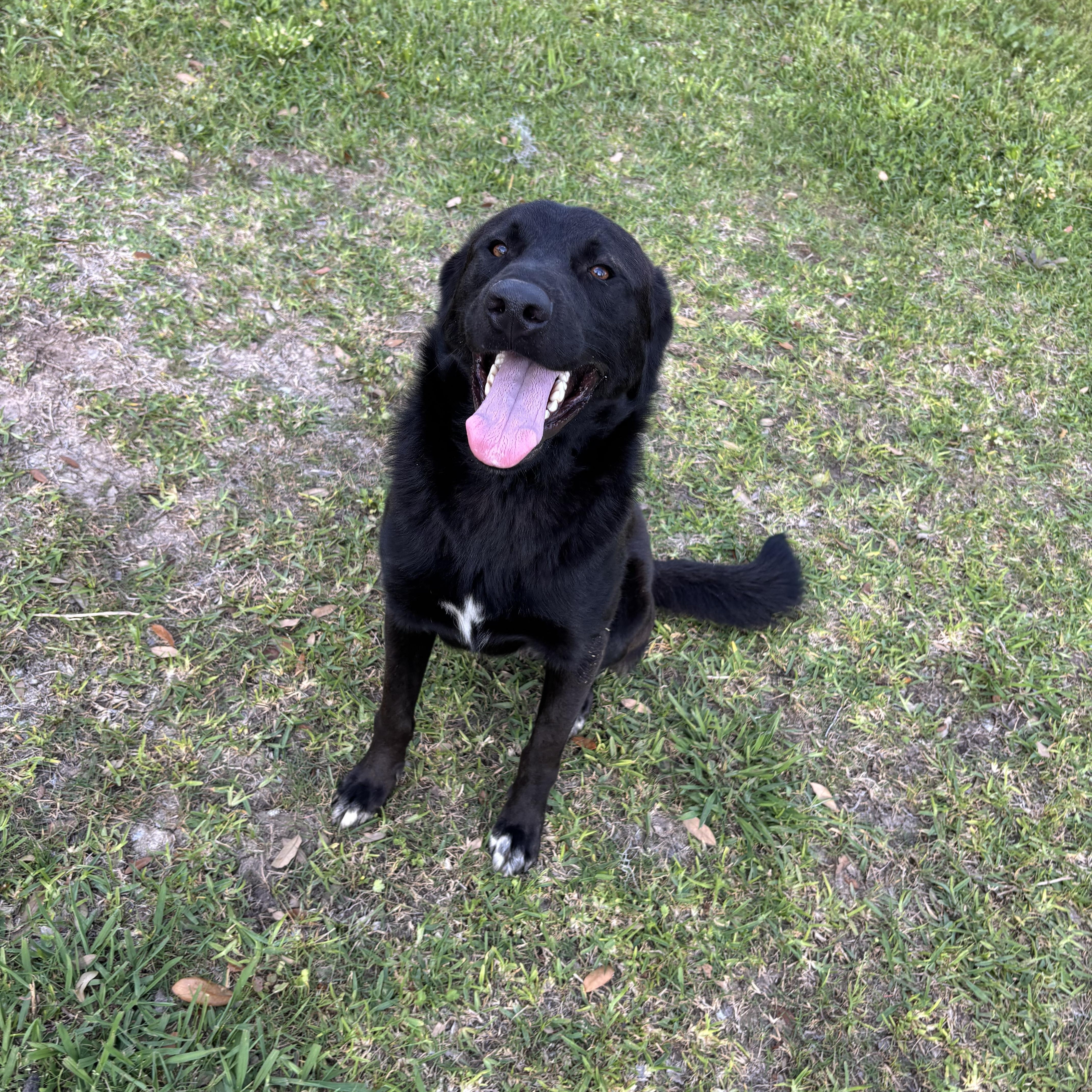 Enlarge Velcro, an adopted mixed breed in Brazoria, TX image 5/6