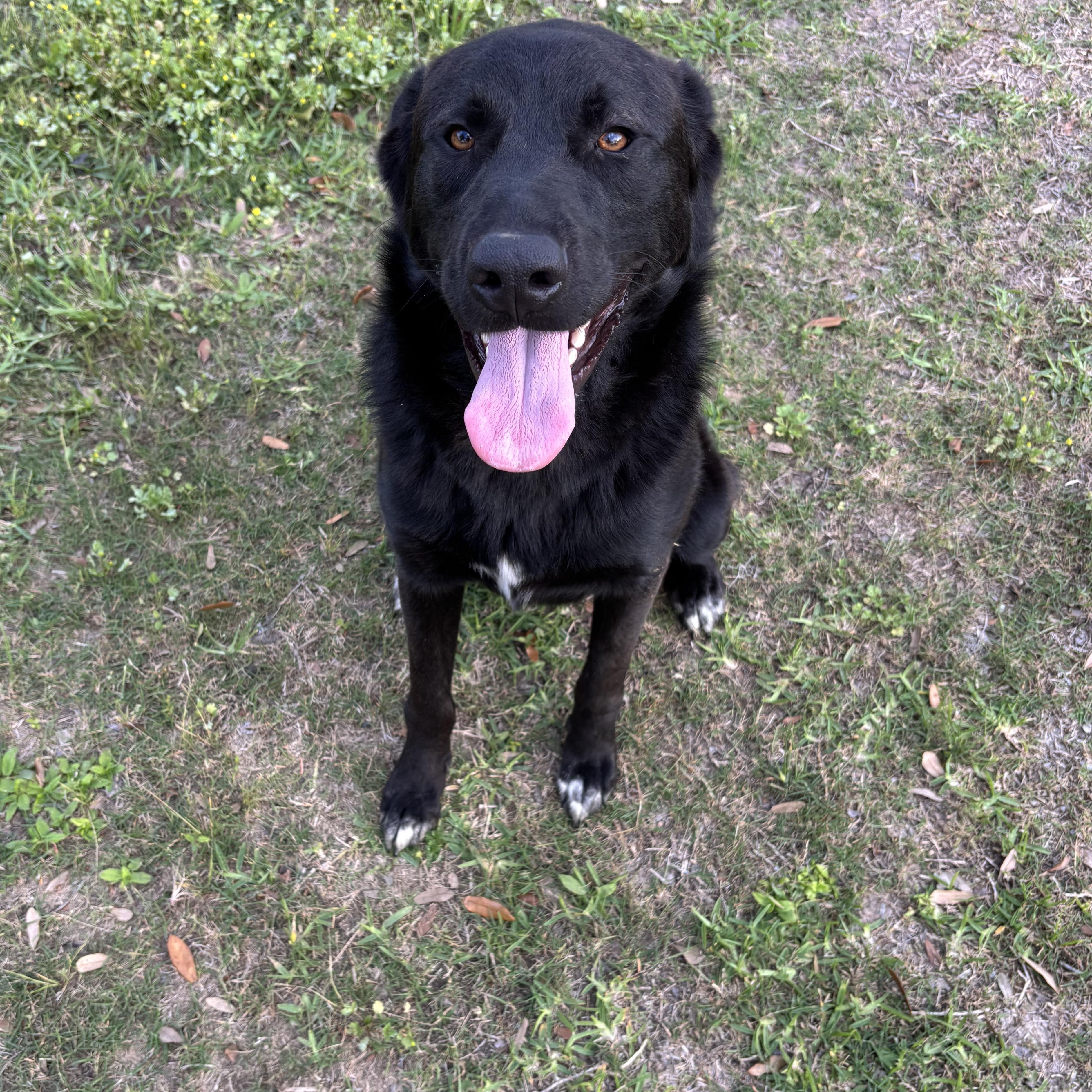 Enlarge Velcro, an adopted mixed breed in Brazoria, TX image 3/6