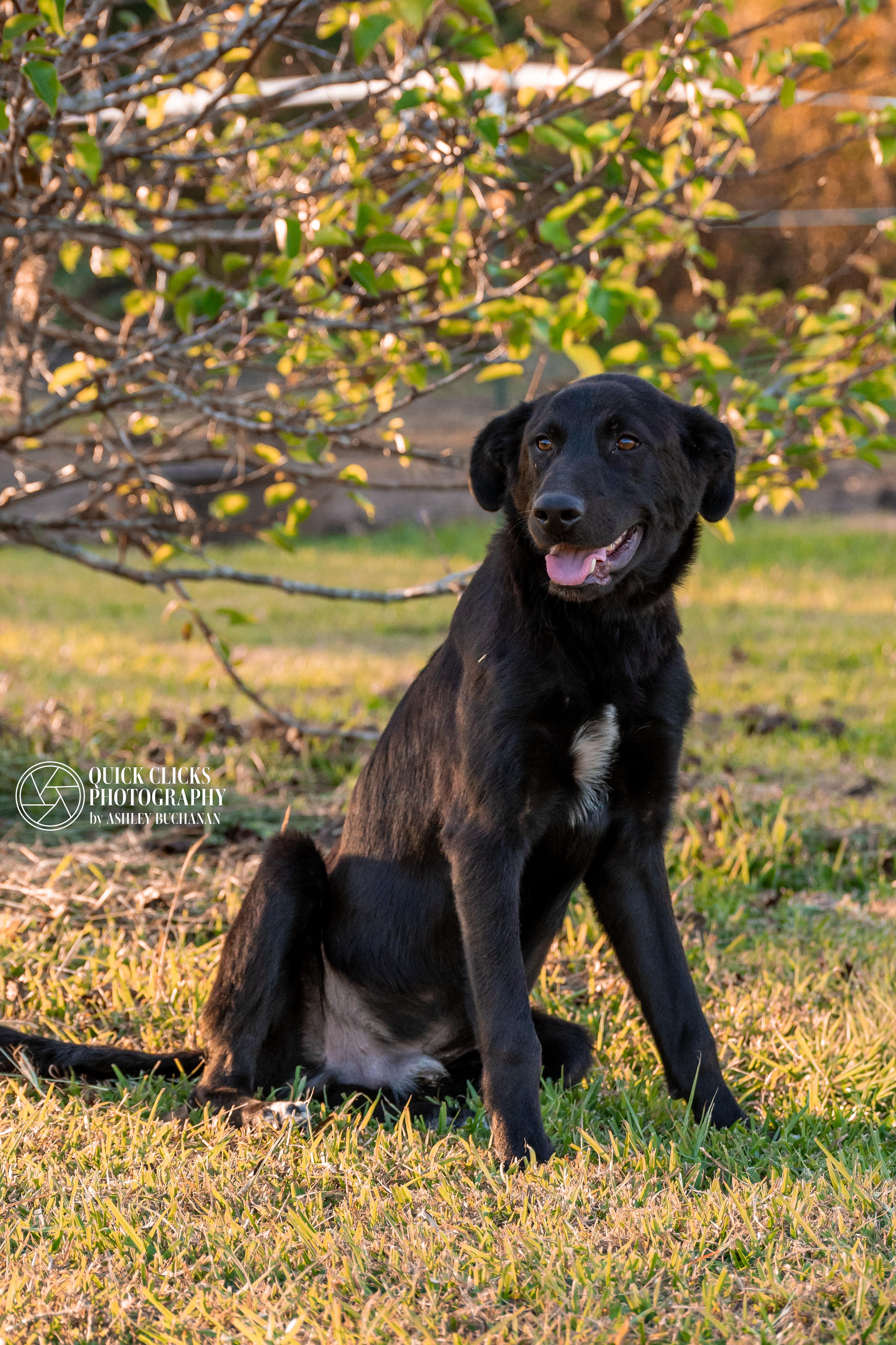 Enlarge Velcro, an adopted mixed breed in Brazoria, TX image 1/6