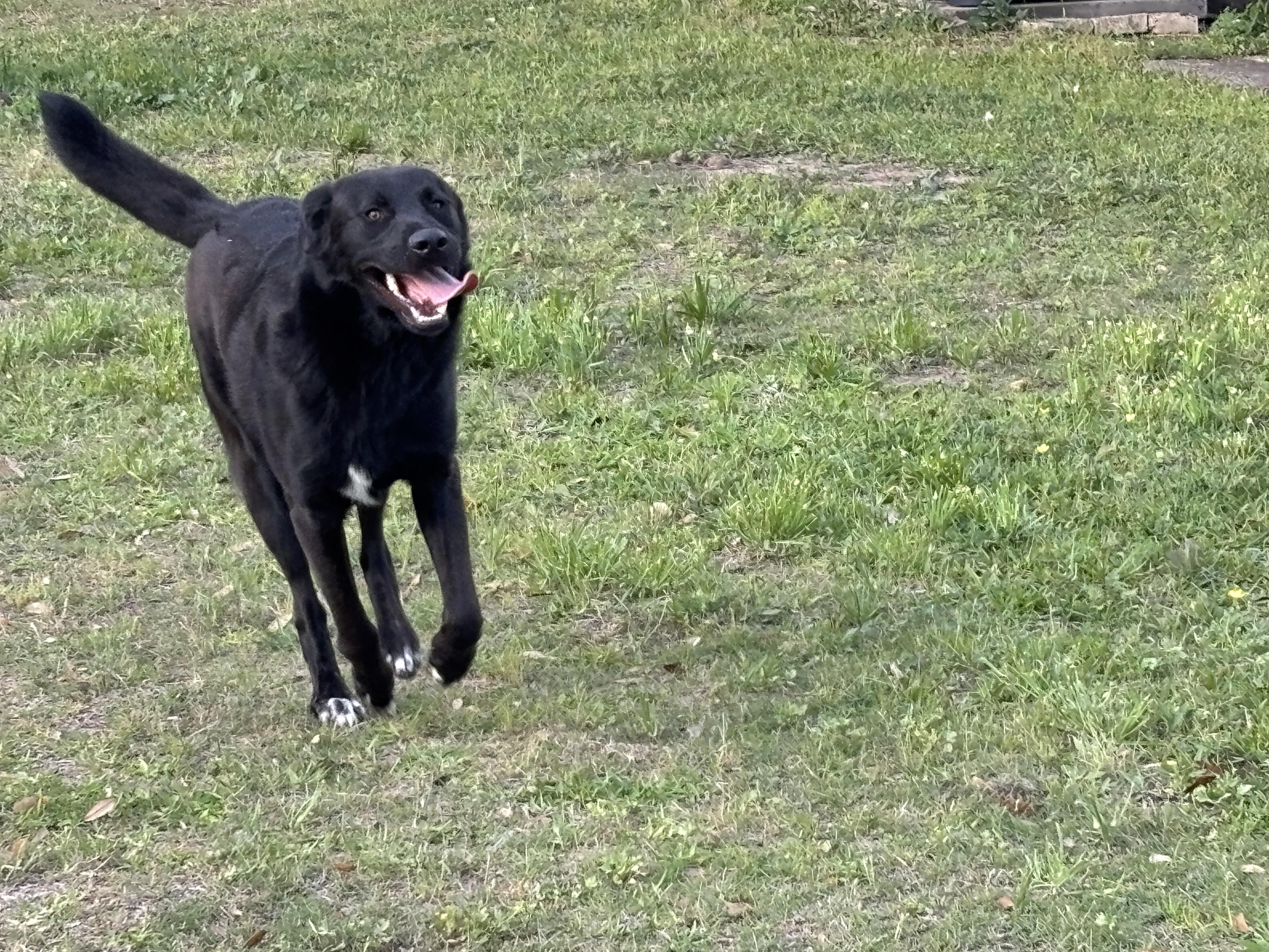 Enlarge Velcro, an adopted mixed breed in Brazoria, TX image 2/6