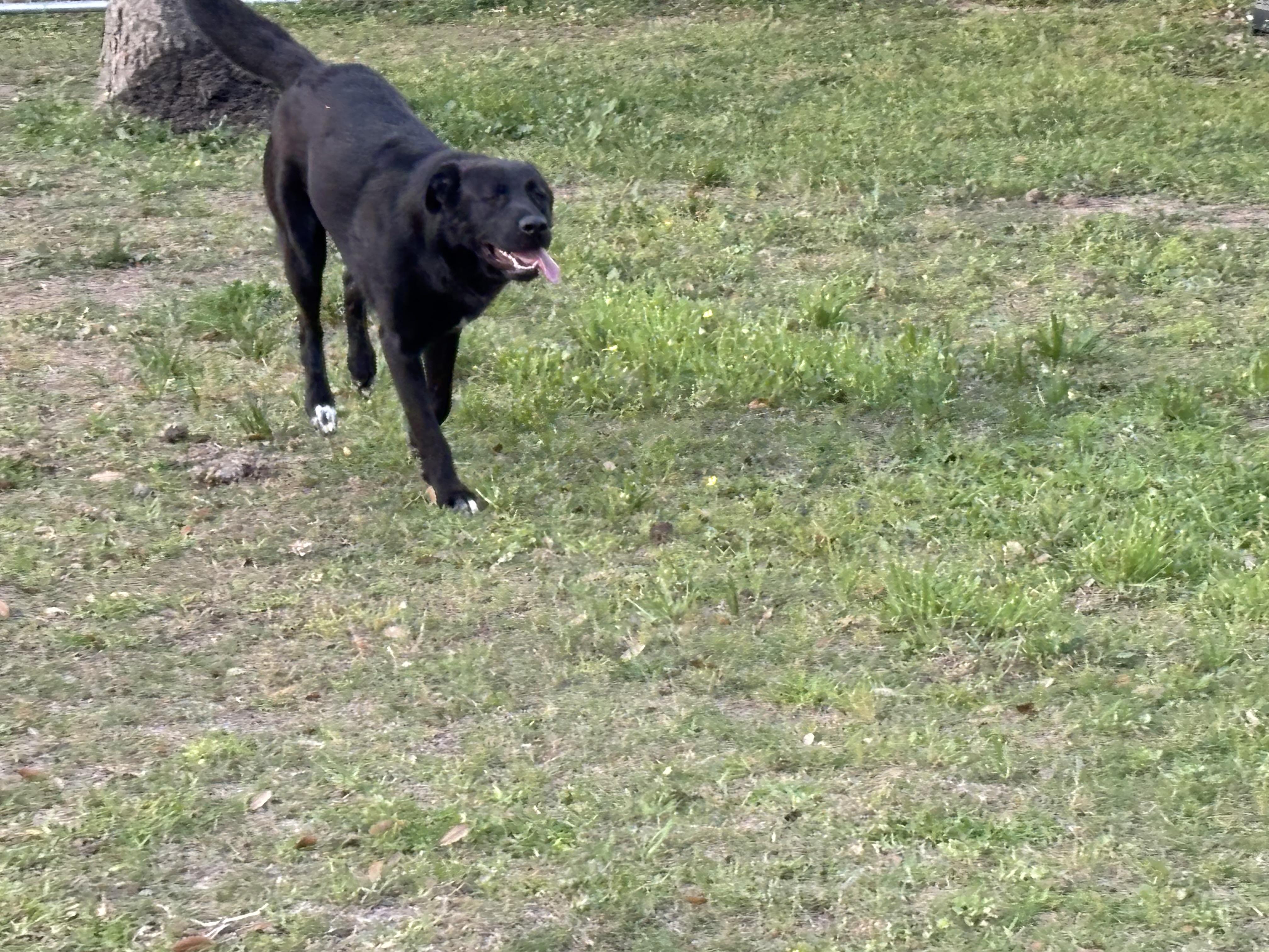 Enlarge Velcro, an adopted mixed breed in Brazoria, TX image 6/6