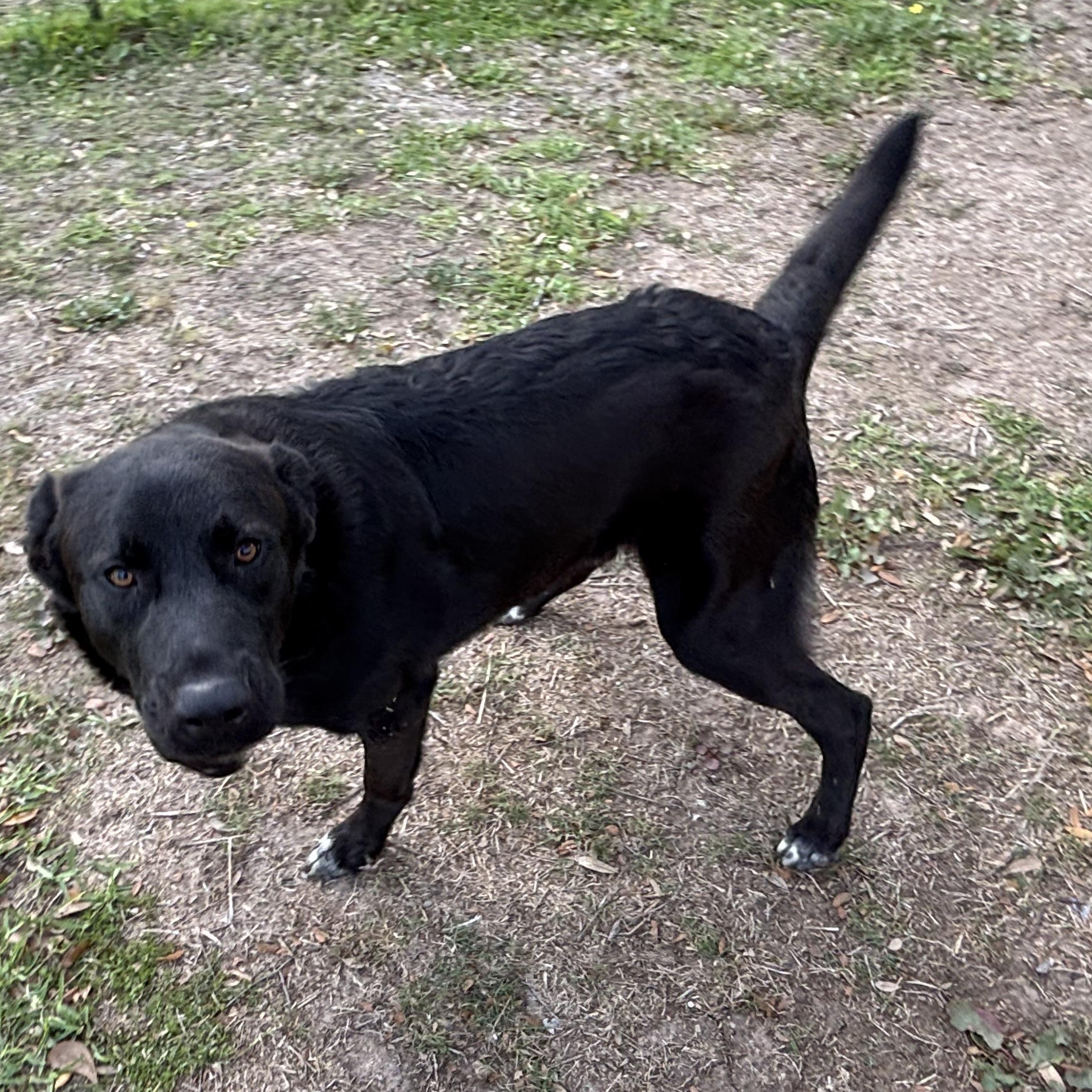 Enlarge Velcro, an adopted mixed breed in Brazoria, TX image 4/6