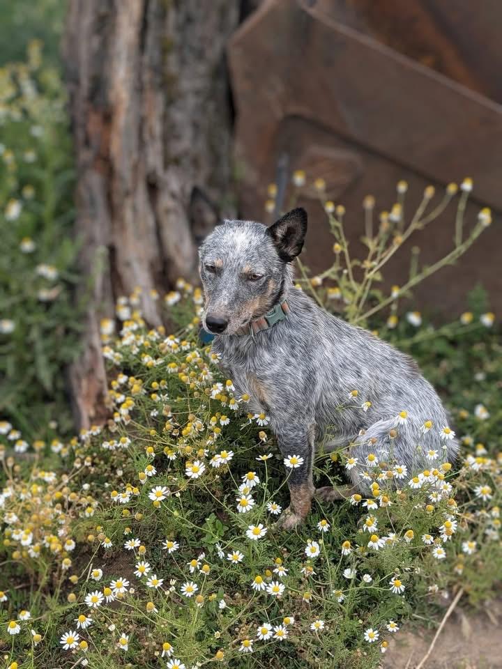 Foxy, an adoptable Australian Cattle Dog / Blue Heeler in COEUR D ALENE, ID, 83814 | Photo Image 2