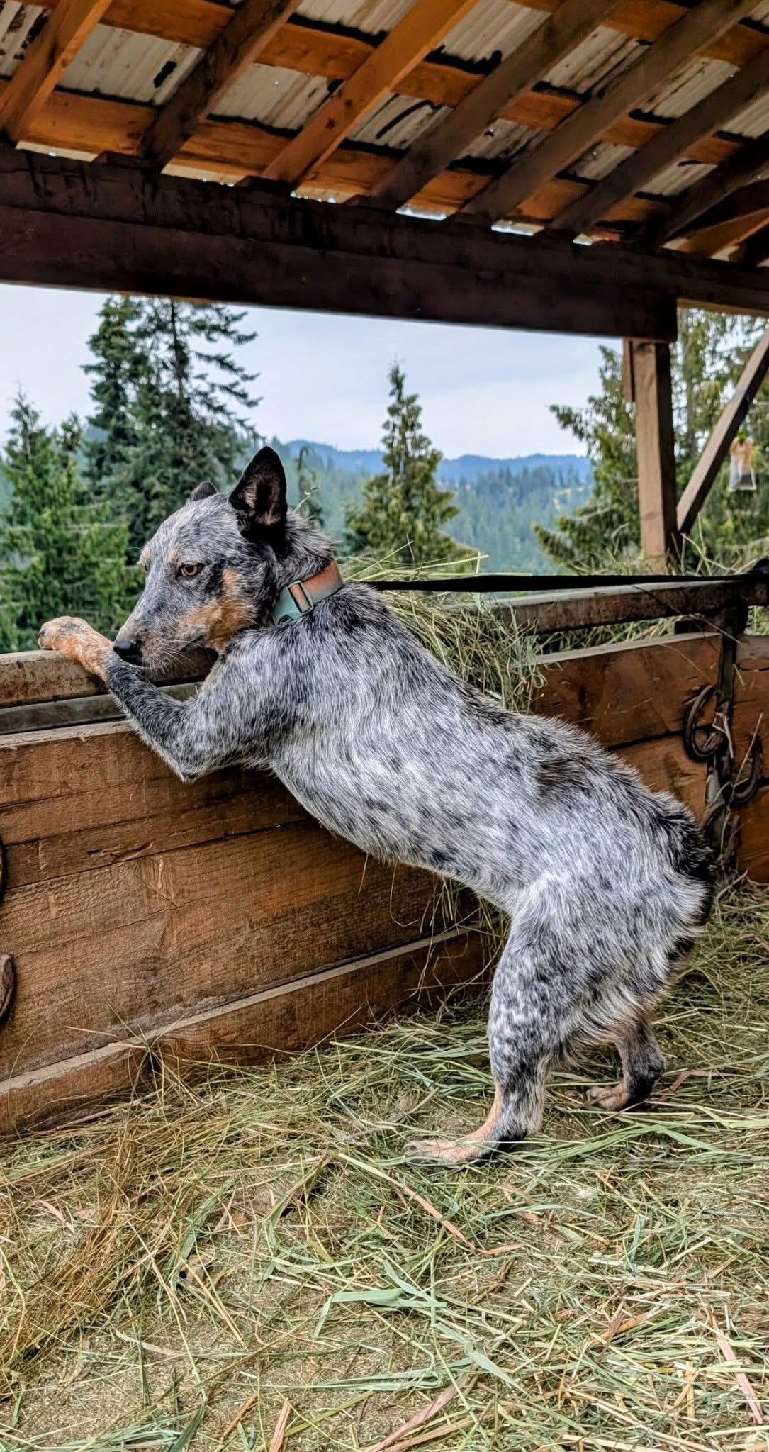 Foxy, an adoptable Australian Cattle Dog / Blue Heeler in COEUR D ALENE, ID, 83814 | Photo Image 1