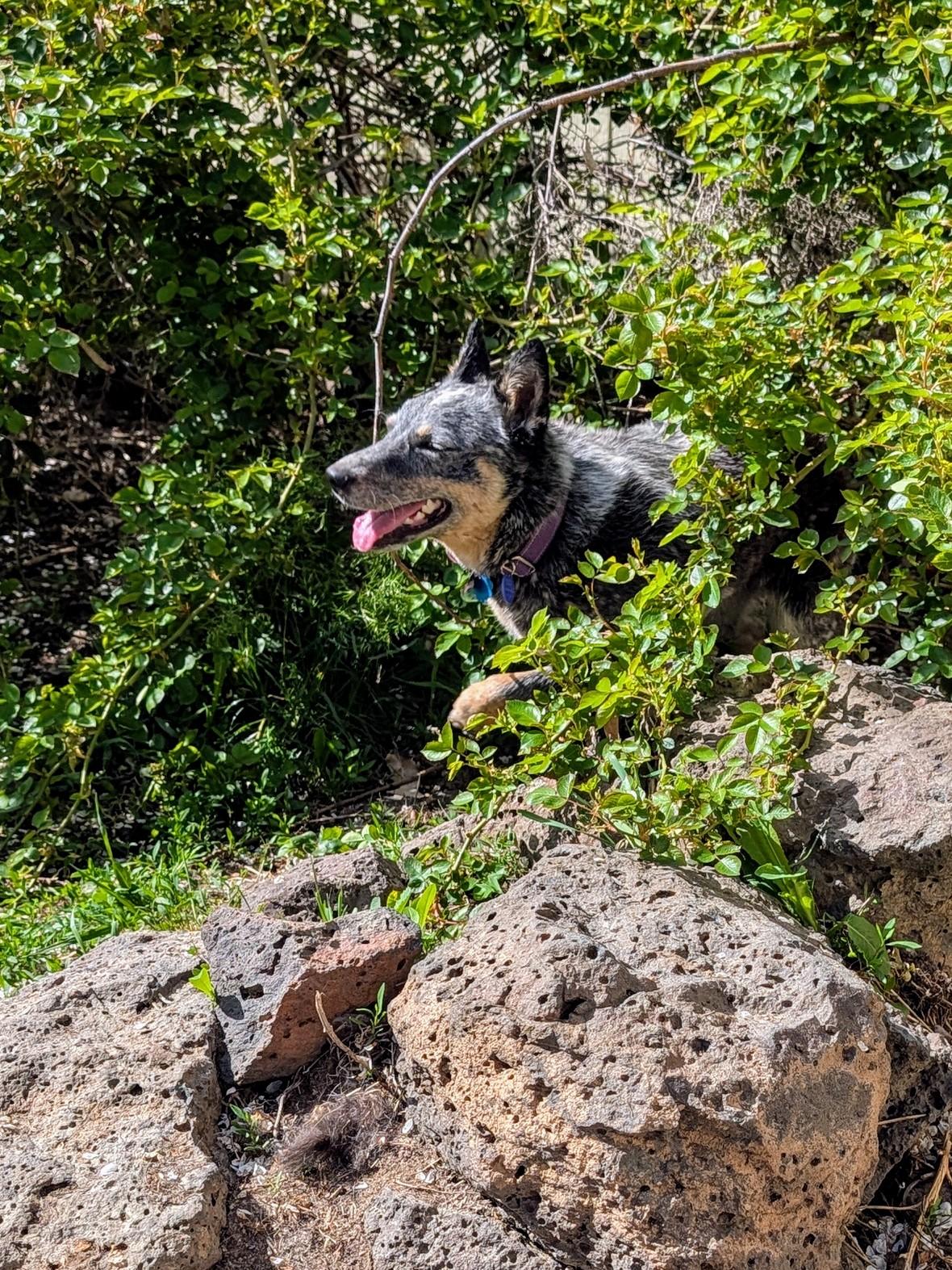 Foxy, an adoptable Australian Cattle Dog / Blue Heeler in COEUR D ALENE, ID, 83814 | Photo Image 5