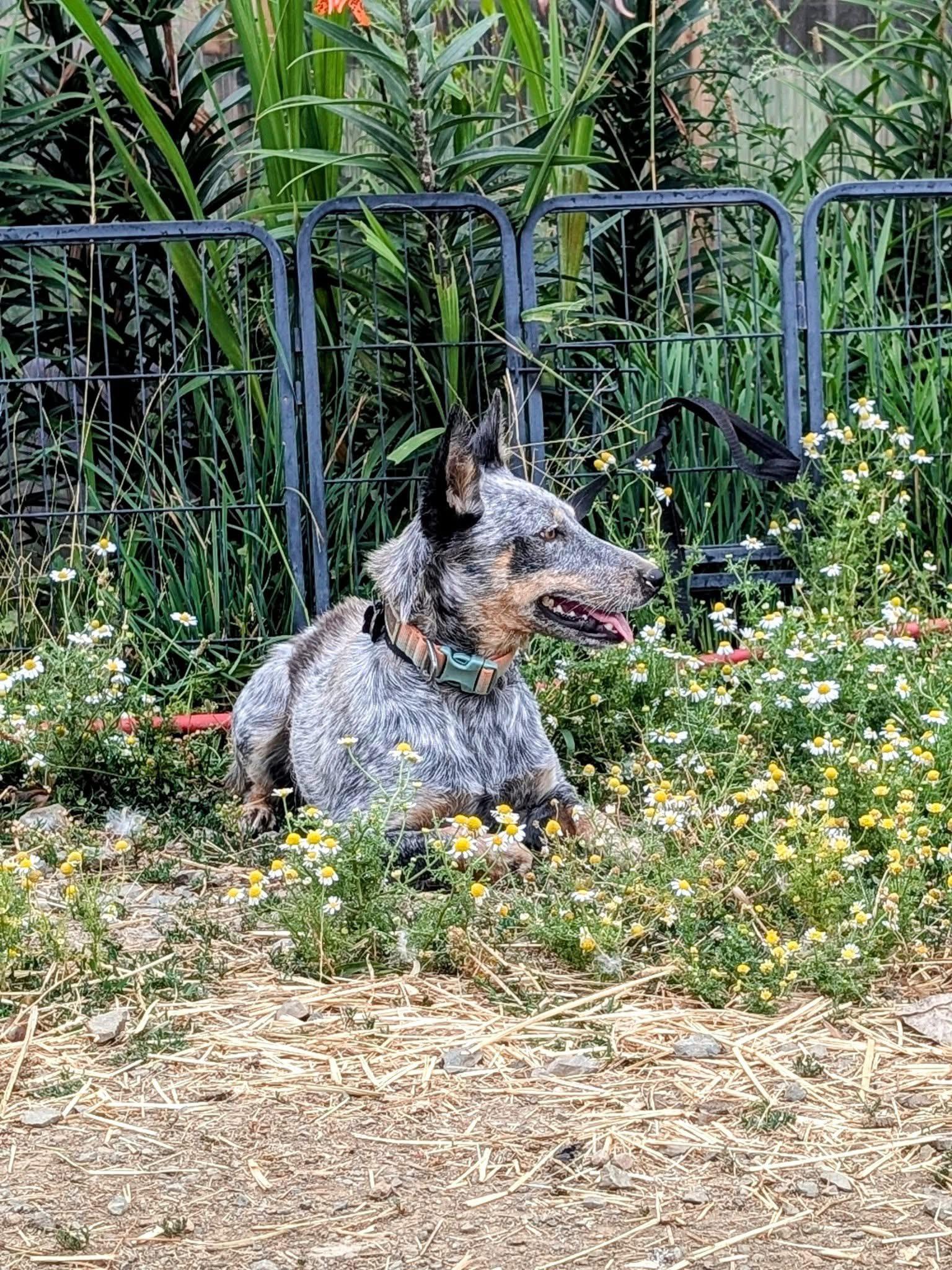 Foxy, an adoptable Australian Cattle Dog / Blue Heeler in COEUR D ALENE, ID, 83814 | Photo Image 3