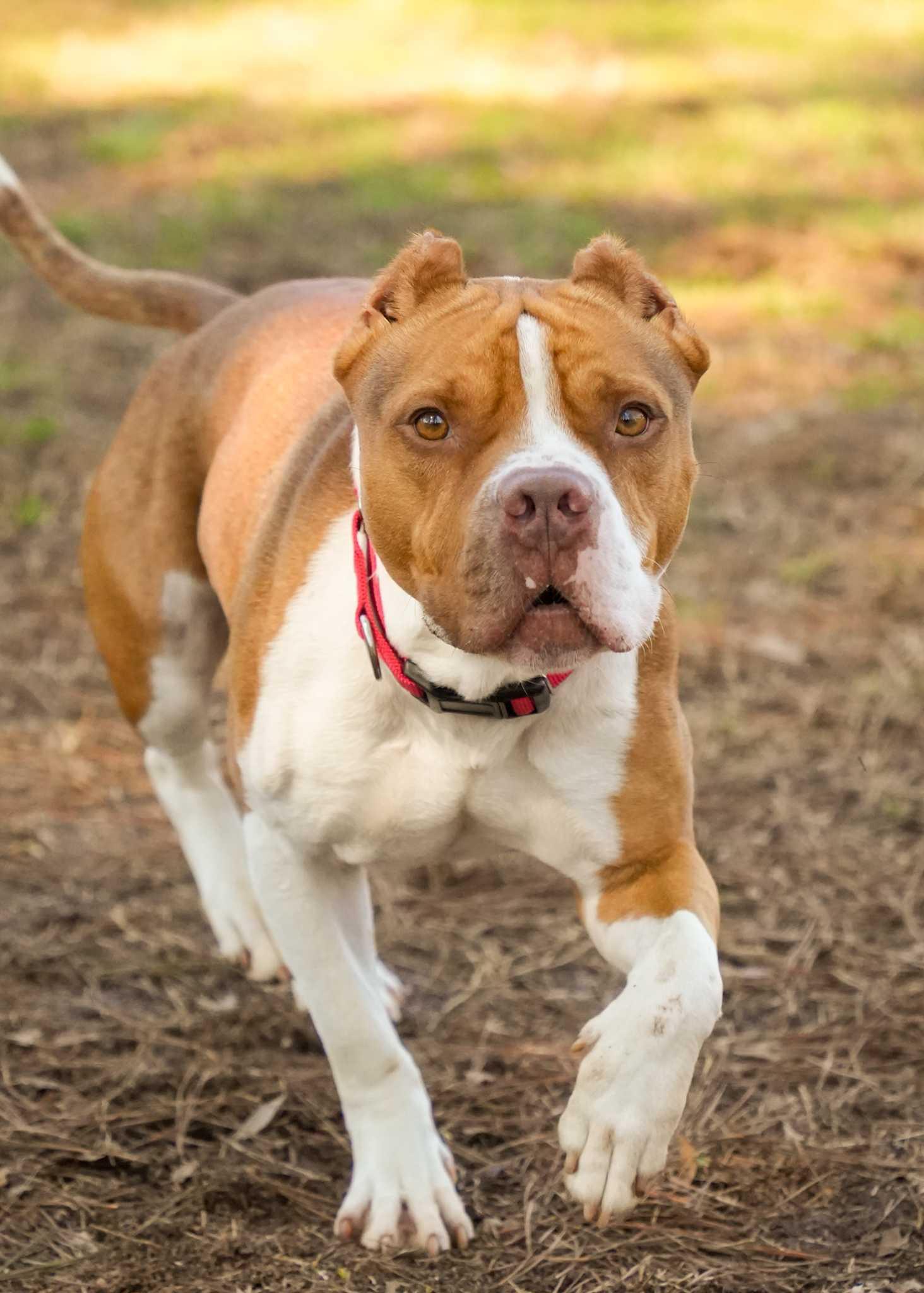 Enlarge Bowser 61440, a Adoptable mixed breed in Aiken, SC image 4/4
