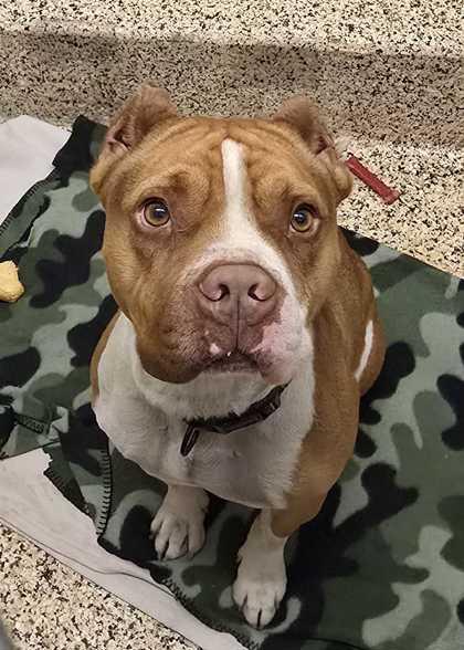 Enlarge Bowser 61440, a Adoptable mixed breed in Aiken, SC image 2/4