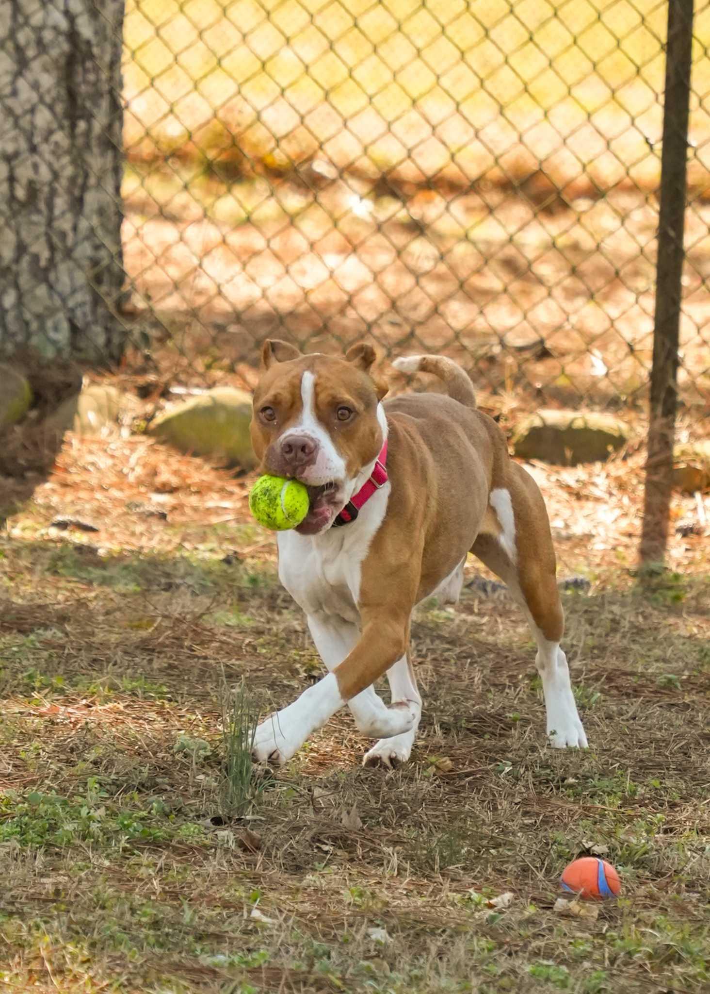 Enlarge Bowser 61440, a Adoptable mixed breed in Aiken, SC image 3/4