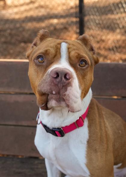 Enlarge Bowser 61440, a Adoptable mixed breed in Aiken, SC image 4/4