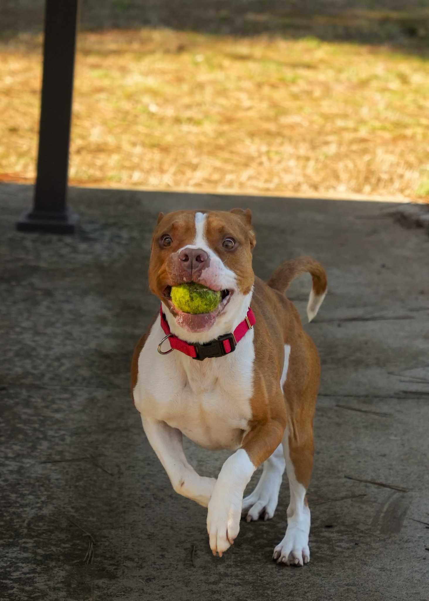 Enlarge Bowser 61440, a Adoptable mixed breed in Aiken, SC image 2/4
