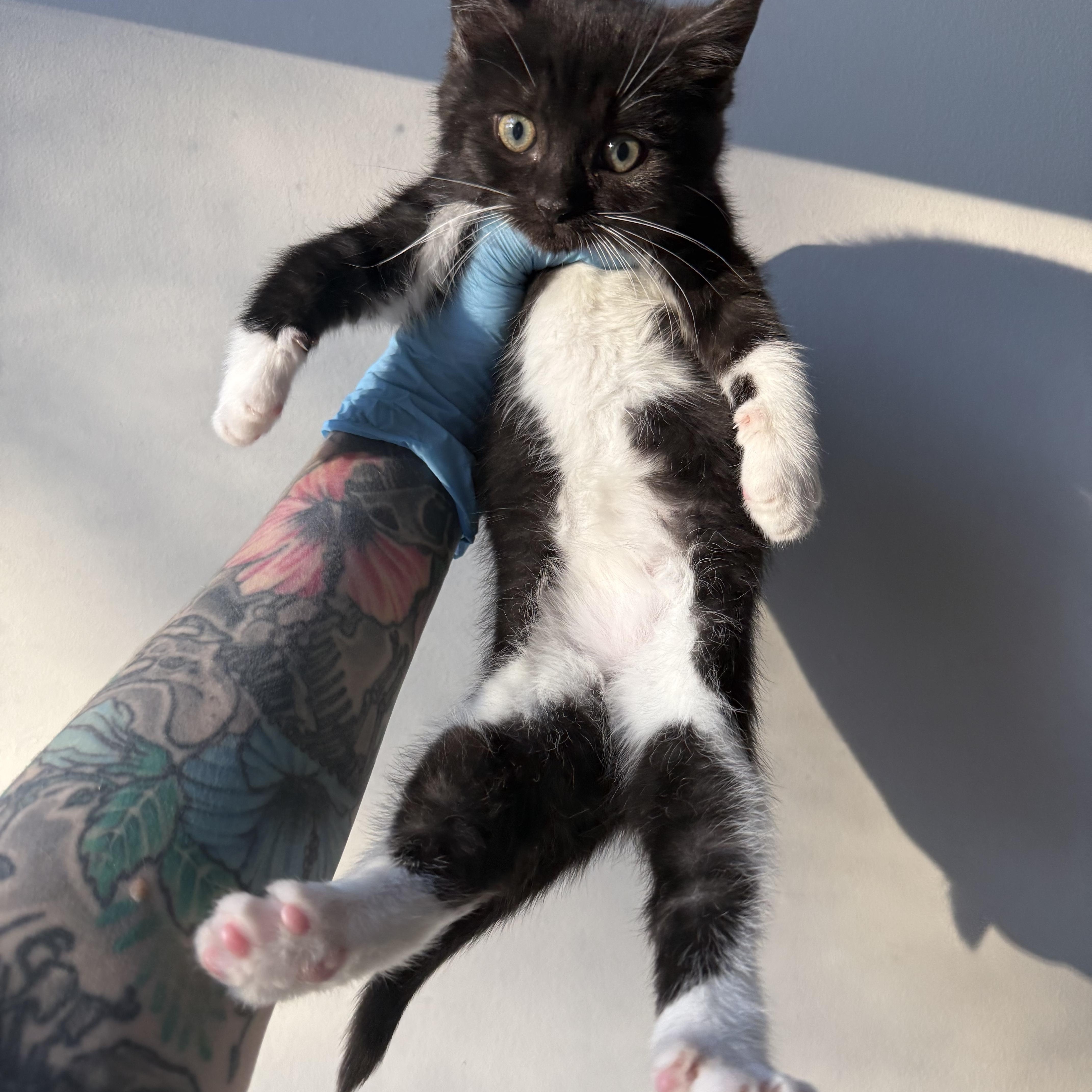 Lochness (Nessie), an adopted Domestic Short Hair in Charlotte, NC image 6/6