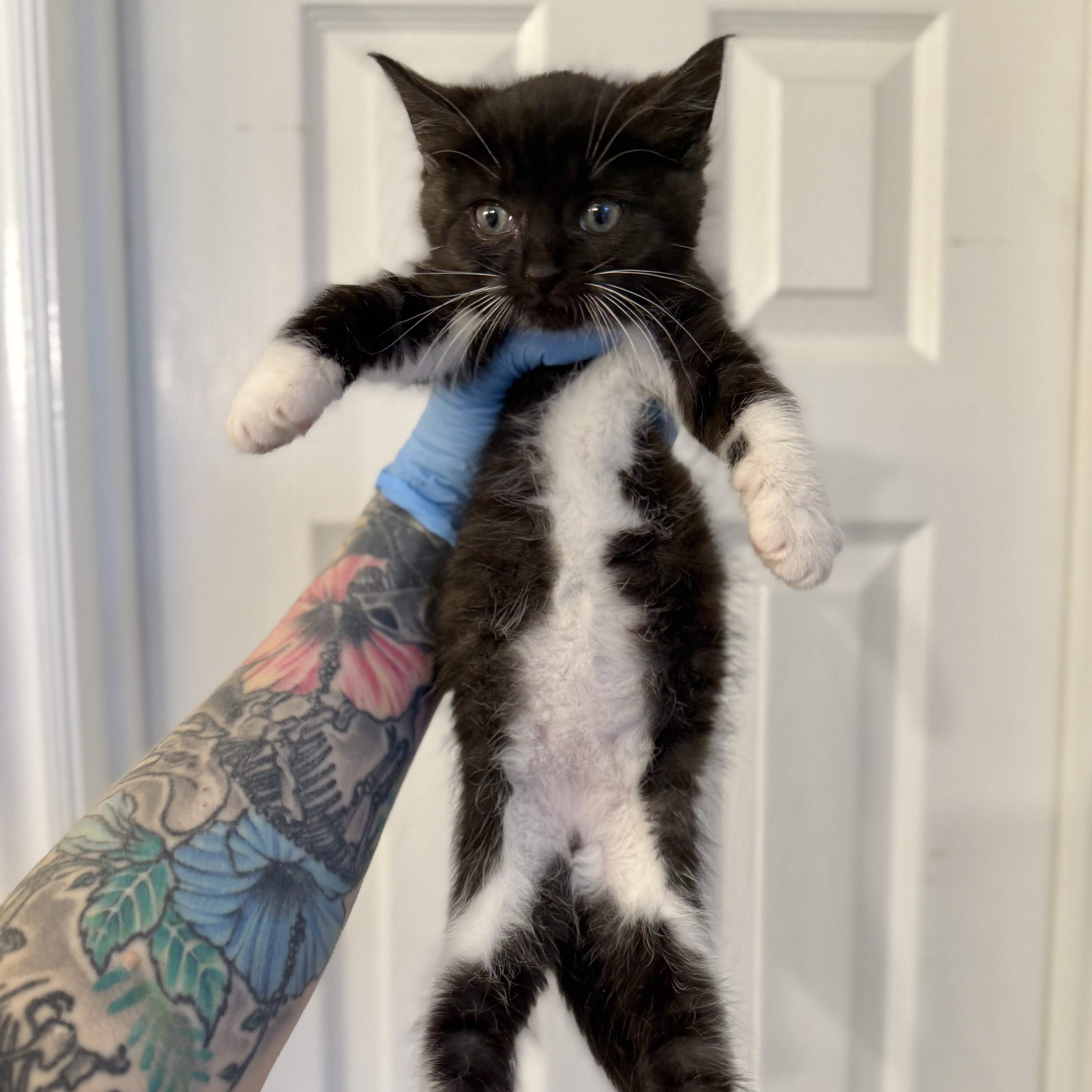 Lochness (Nessie), an adopted Domestic Short Hair in Charlotte, NC image 5/6