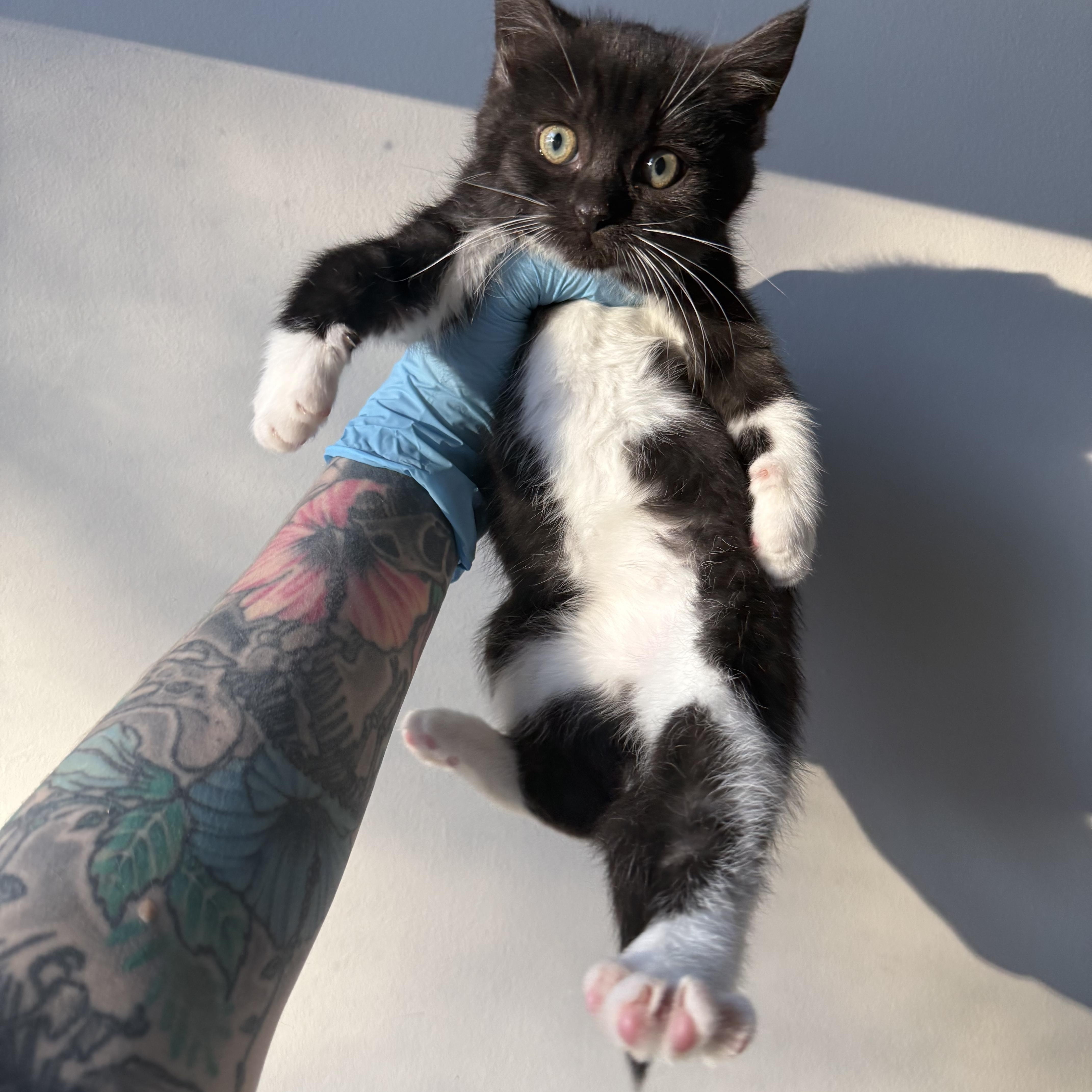 Lochness (Nessie), an adopted Domestic Short Hair in Charlotte, NC image 2/6