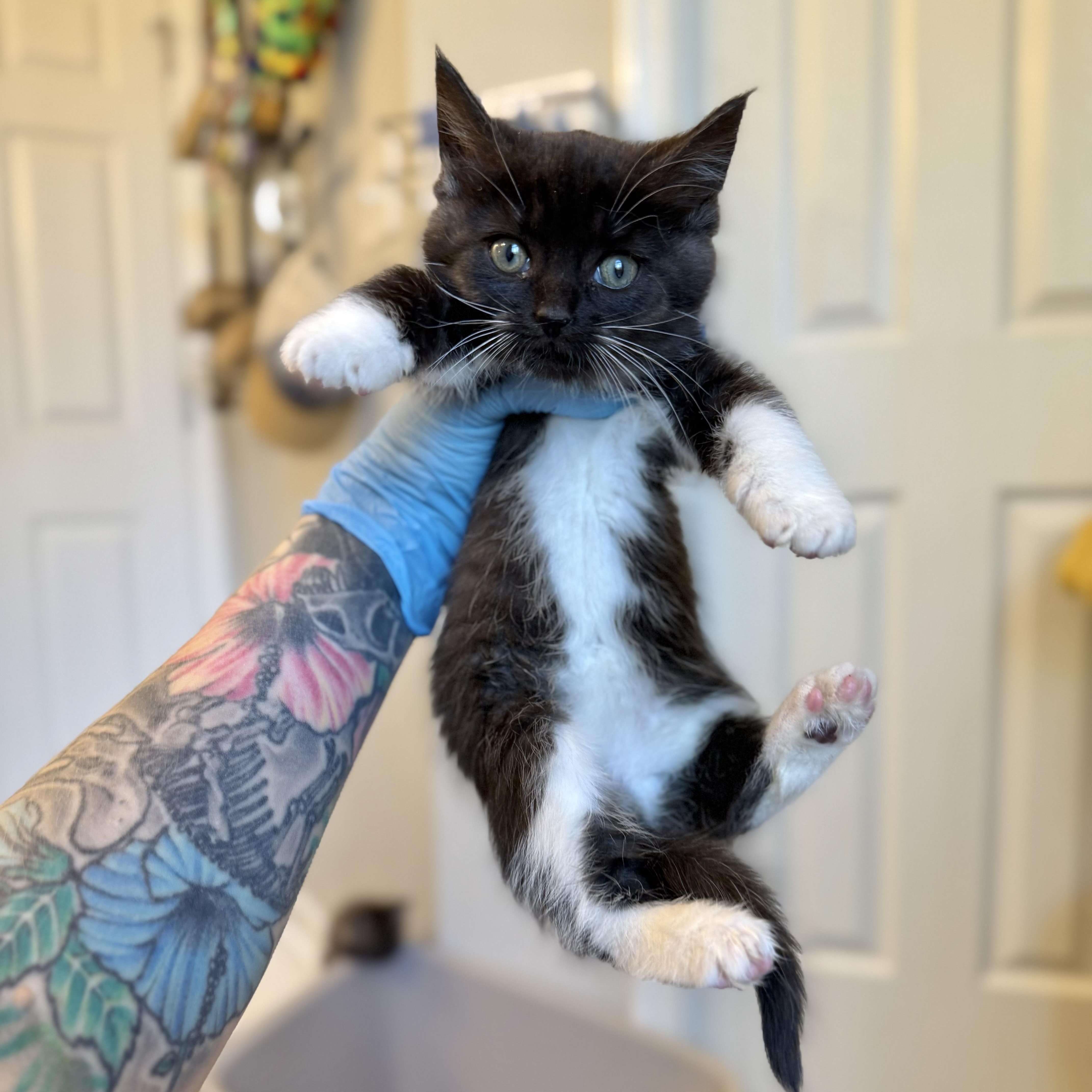 Lochness (Nessie), an adopted Domestic Short Hair in Charlotte, NC image 1/6