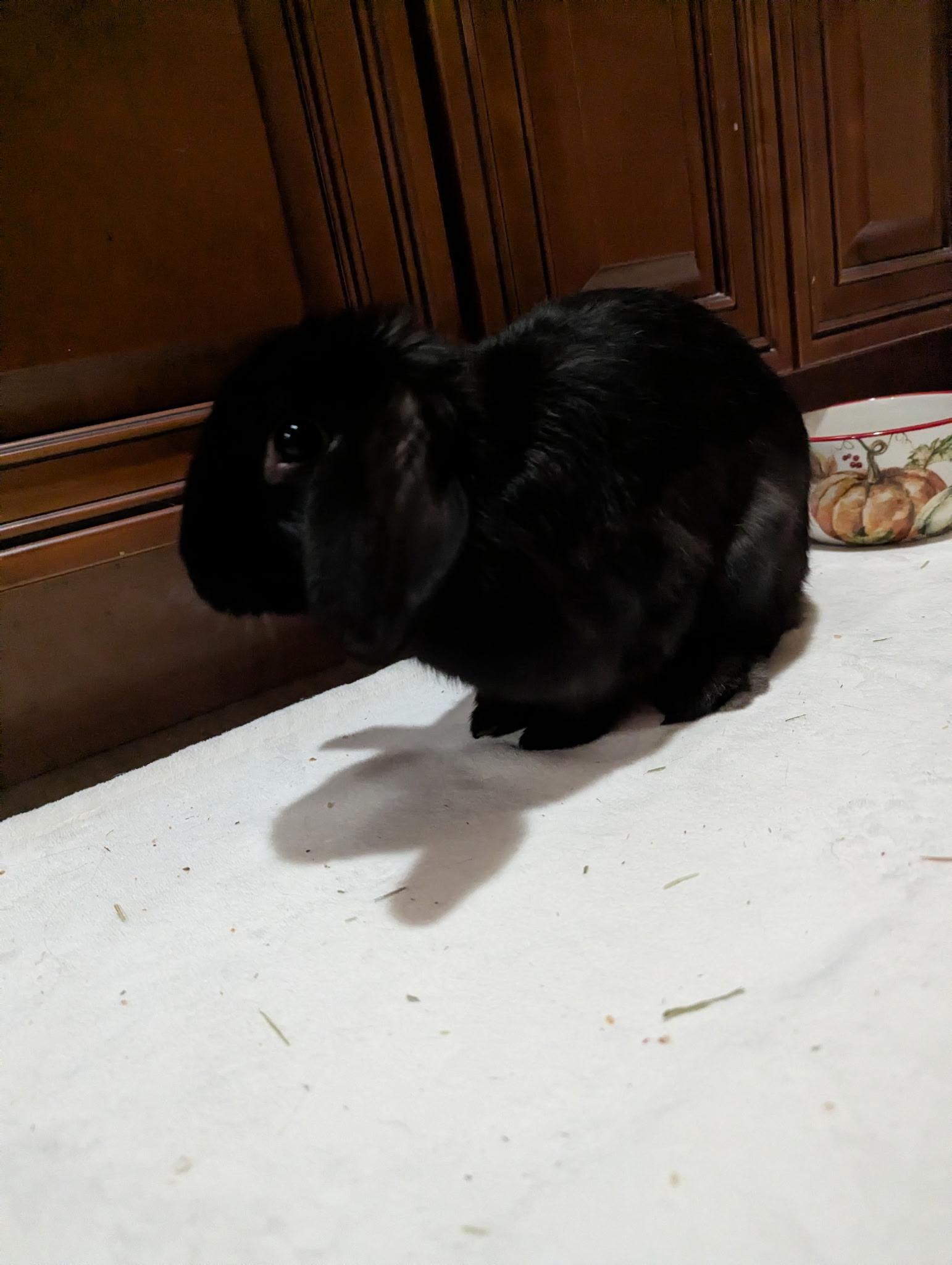 Enlarge ZEIN (foster or adopt), an adopted Lop Eared in Forest Hills, NY image 2/4