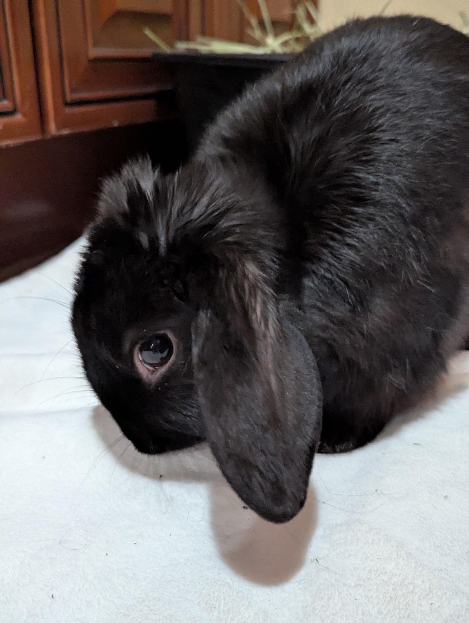 Enlarge ZEIN (foster or adopt), an adopted Lop Eared in Forest Hills, NY image 4/4