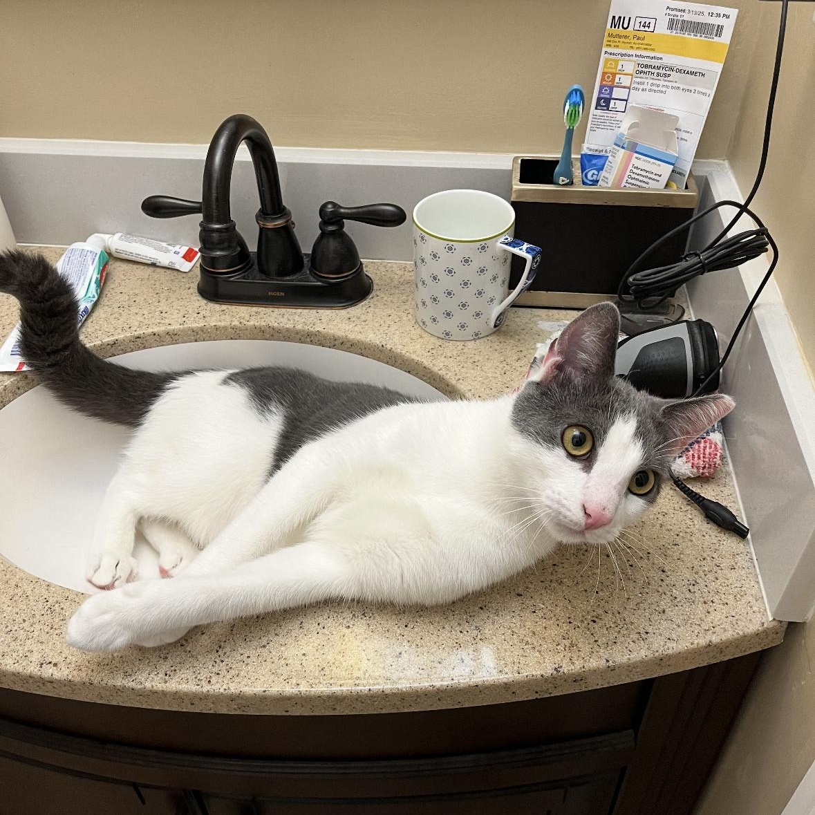 Juan, Young Male Domestic Short Hair