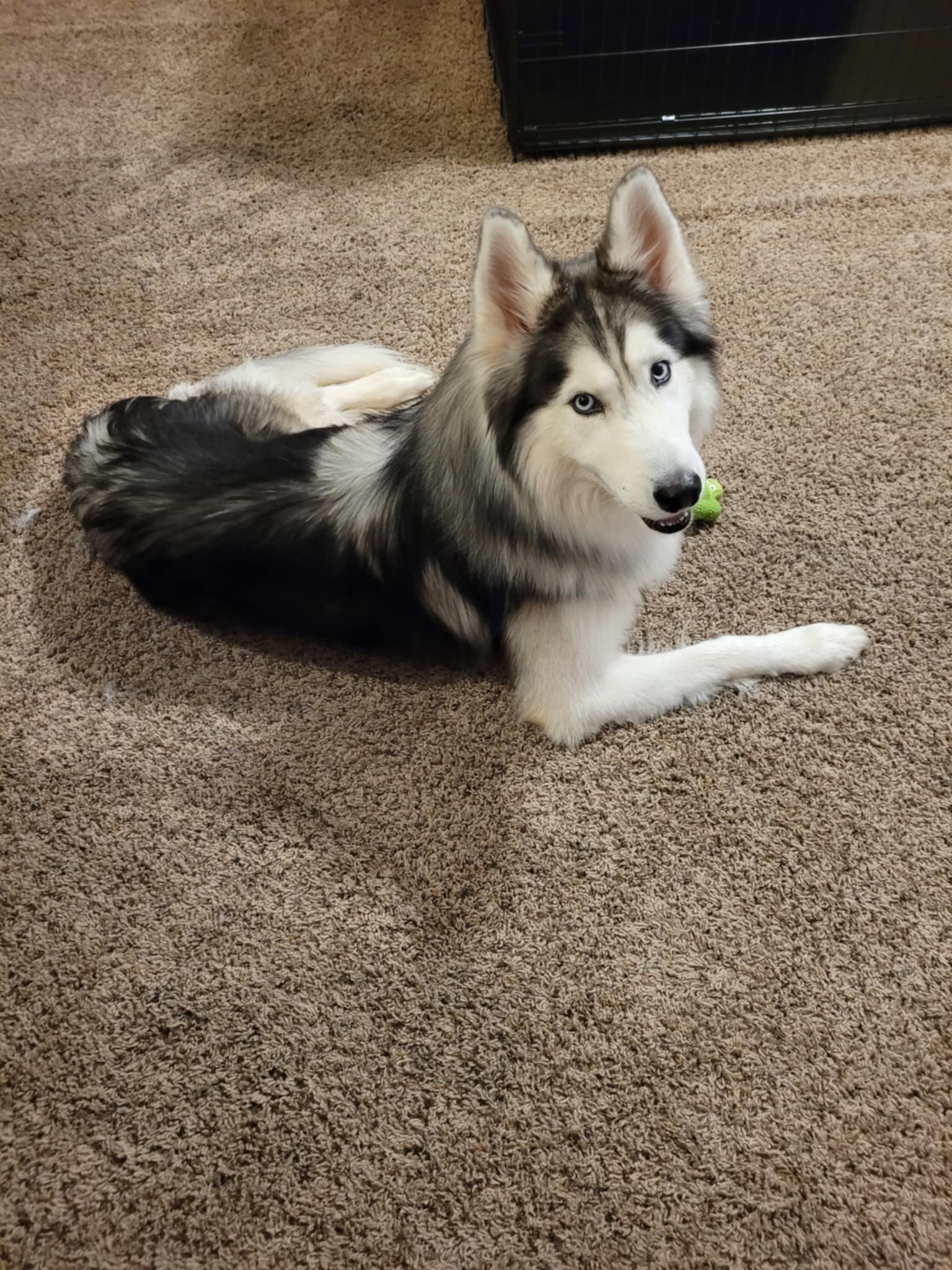 Enlarge Milo, an adoption pending Siberian Husky in Spring City, PA image 2/5