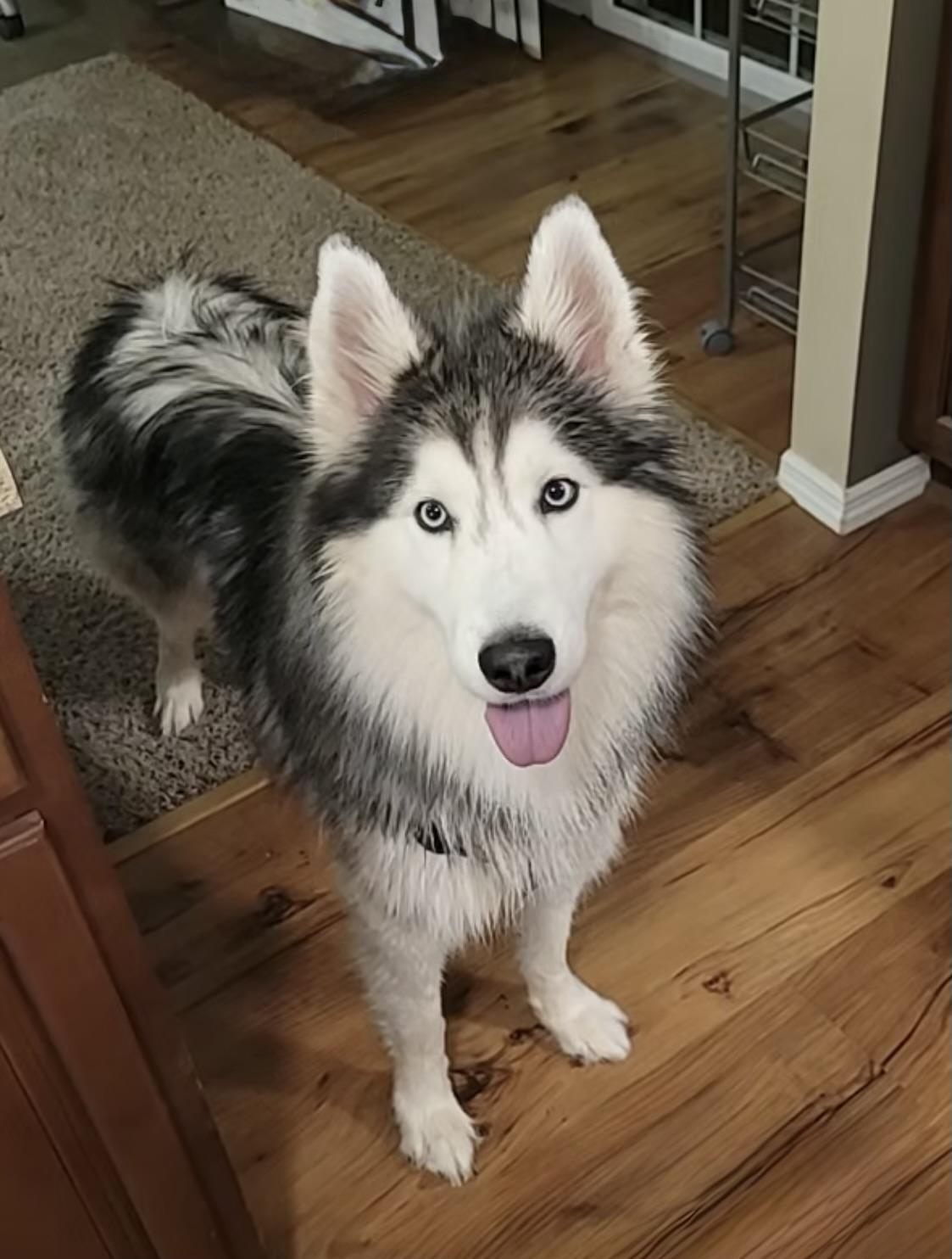 Milo, Adoptable, Adult Male Siberian Husky.
