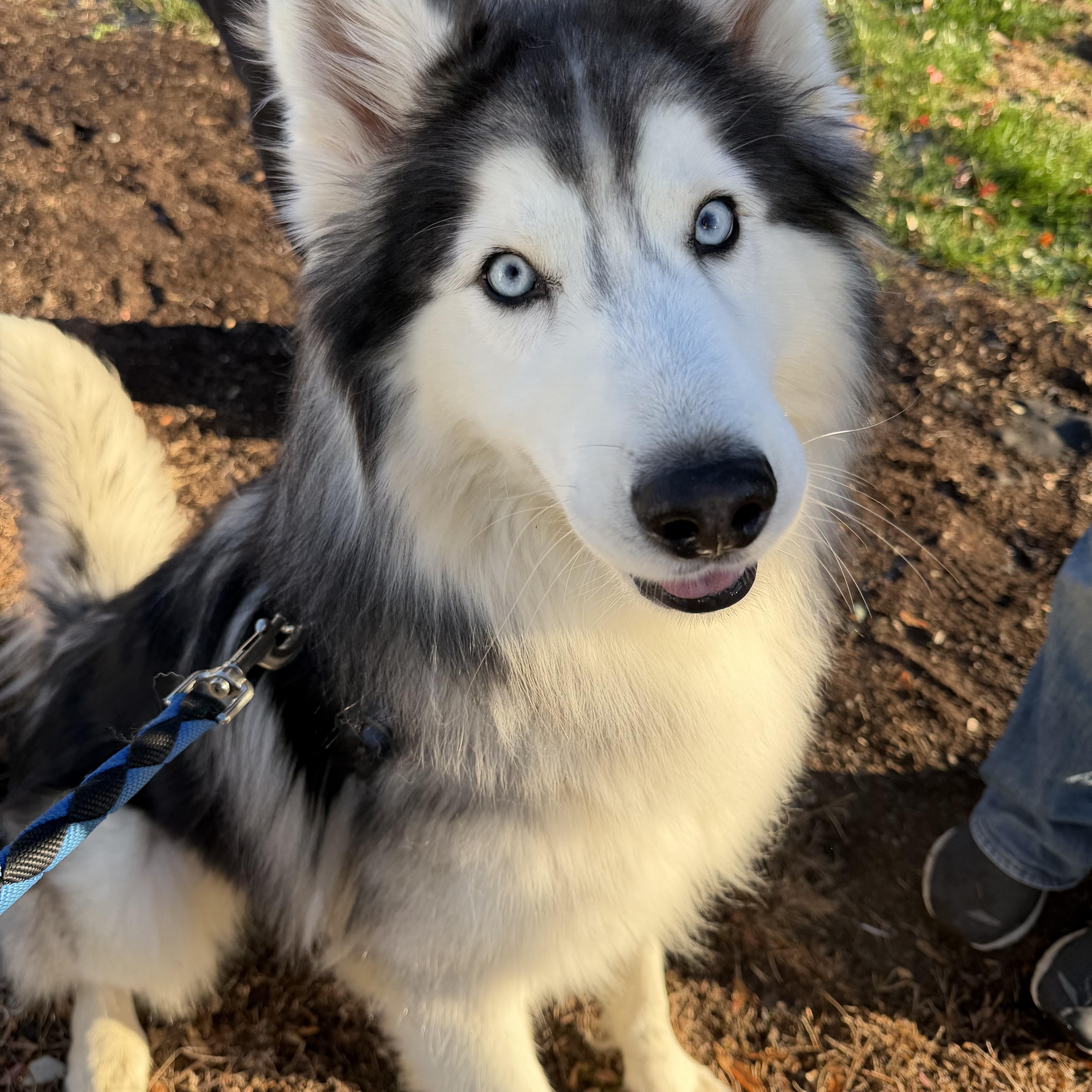 Enlarge Milo, an adoption pending Siberian Husky in Spring City, PA image 3/5