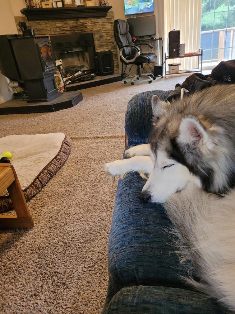 Enlarge Milo, an adoption pending Siberian Husky in Spring City, PA image 4/5