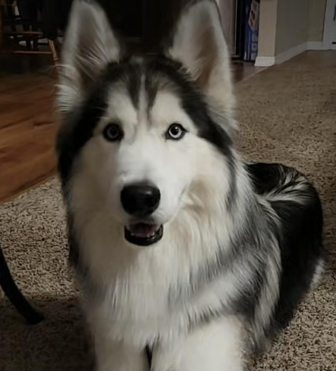 Enlarge Milo, an adoption pending Siberian Husky in Spring City, PA image 5/5