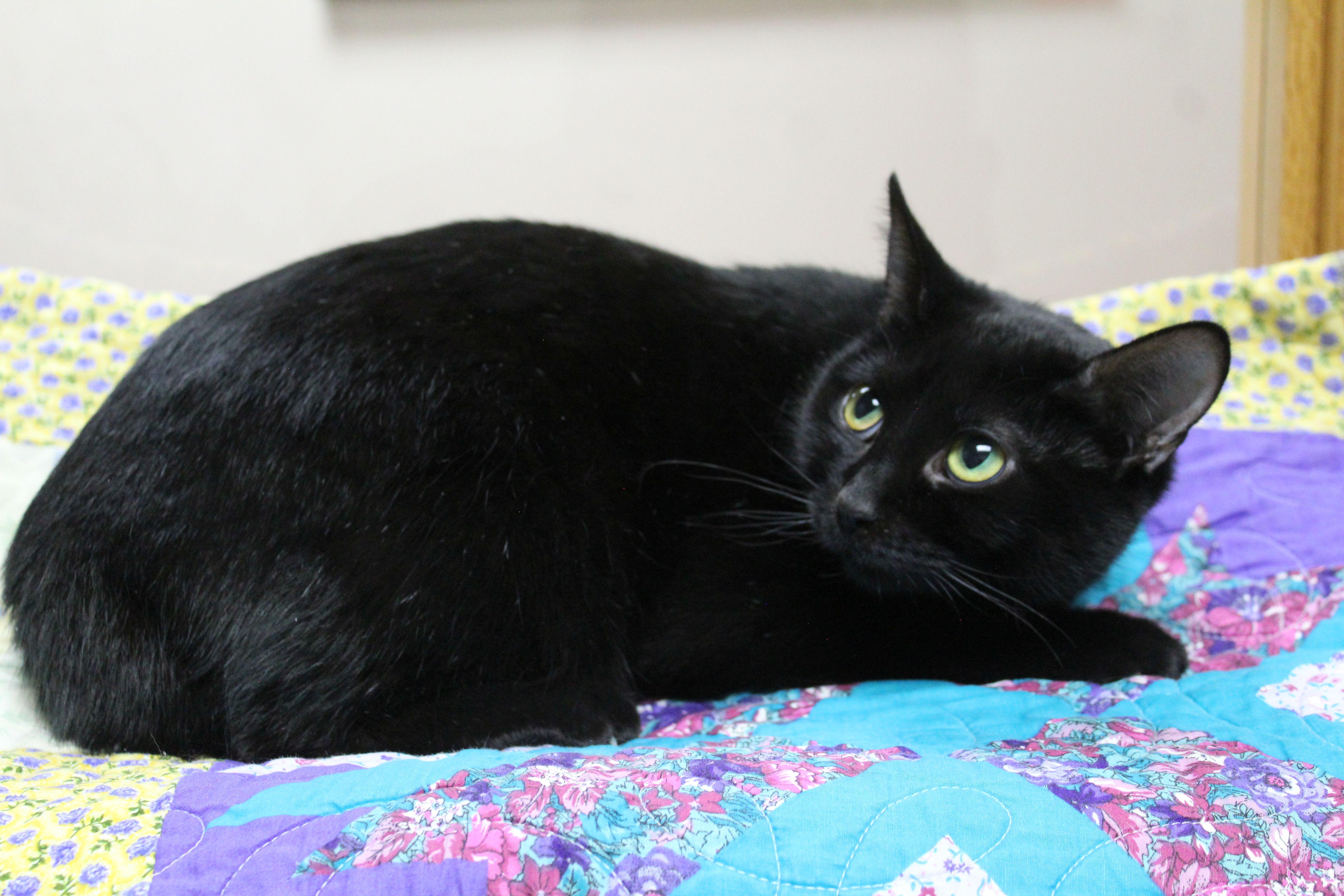 Enlarge Hecate, a ADOPTABLE mixed breed in Portage, WI image 2/3