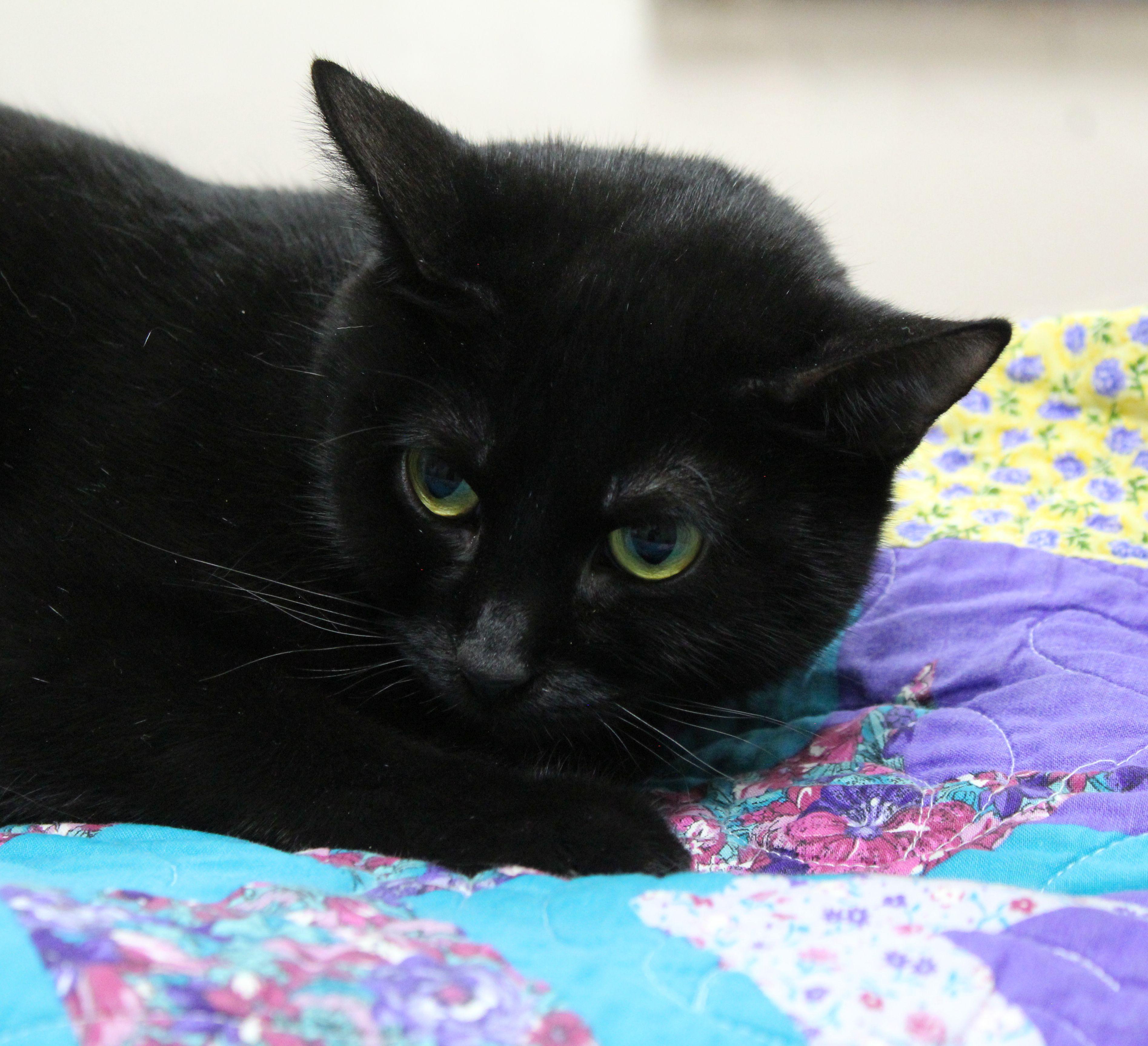 Enlarge Hecate, a ADOPTABLE mixed breed in Portage, WI image 3/3