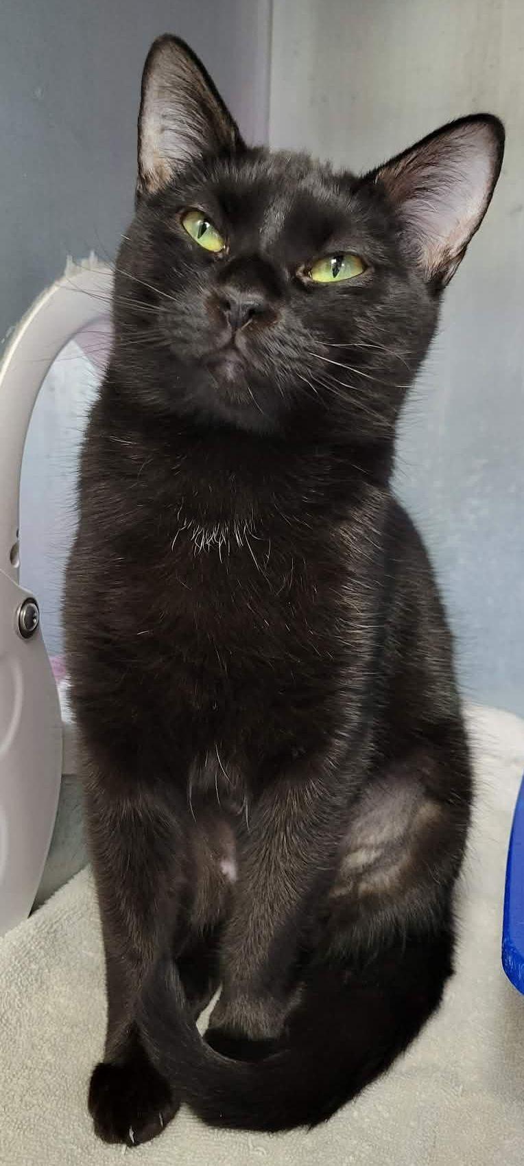 Hecate, ADOPTABLE, Adult Female Domestic Short Hair.