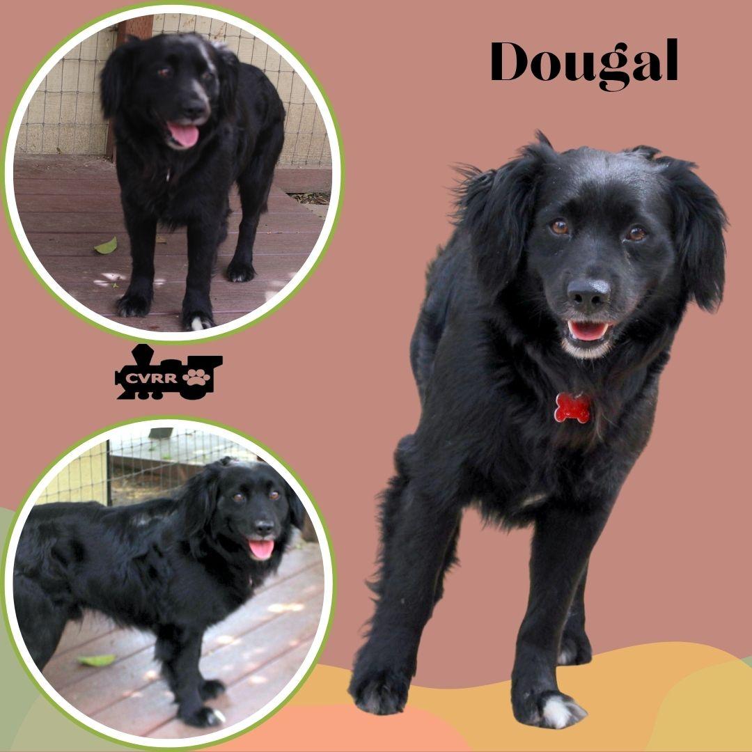 Dougal, Adoptable, Adult Male Spaniel.