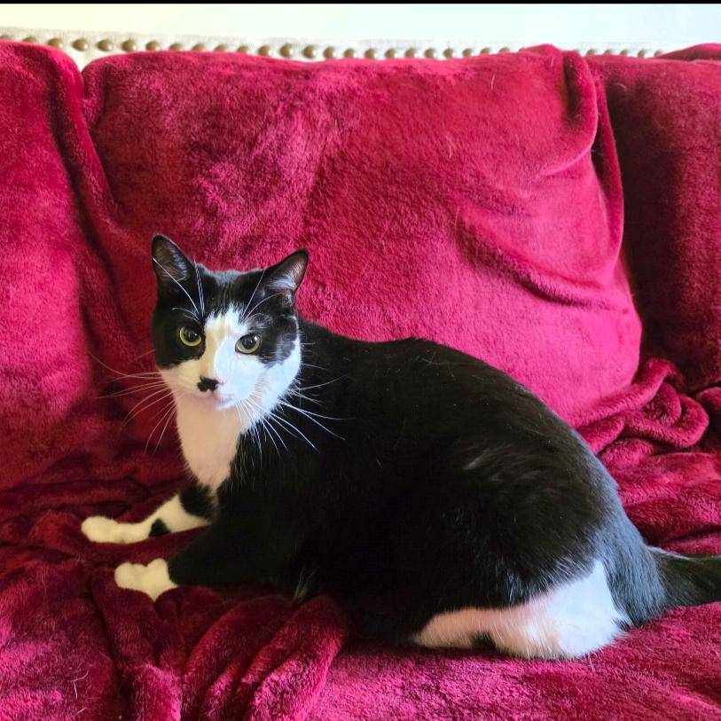 Ms. Moo, Adoptable, Adult Female Domestic Short Hair.