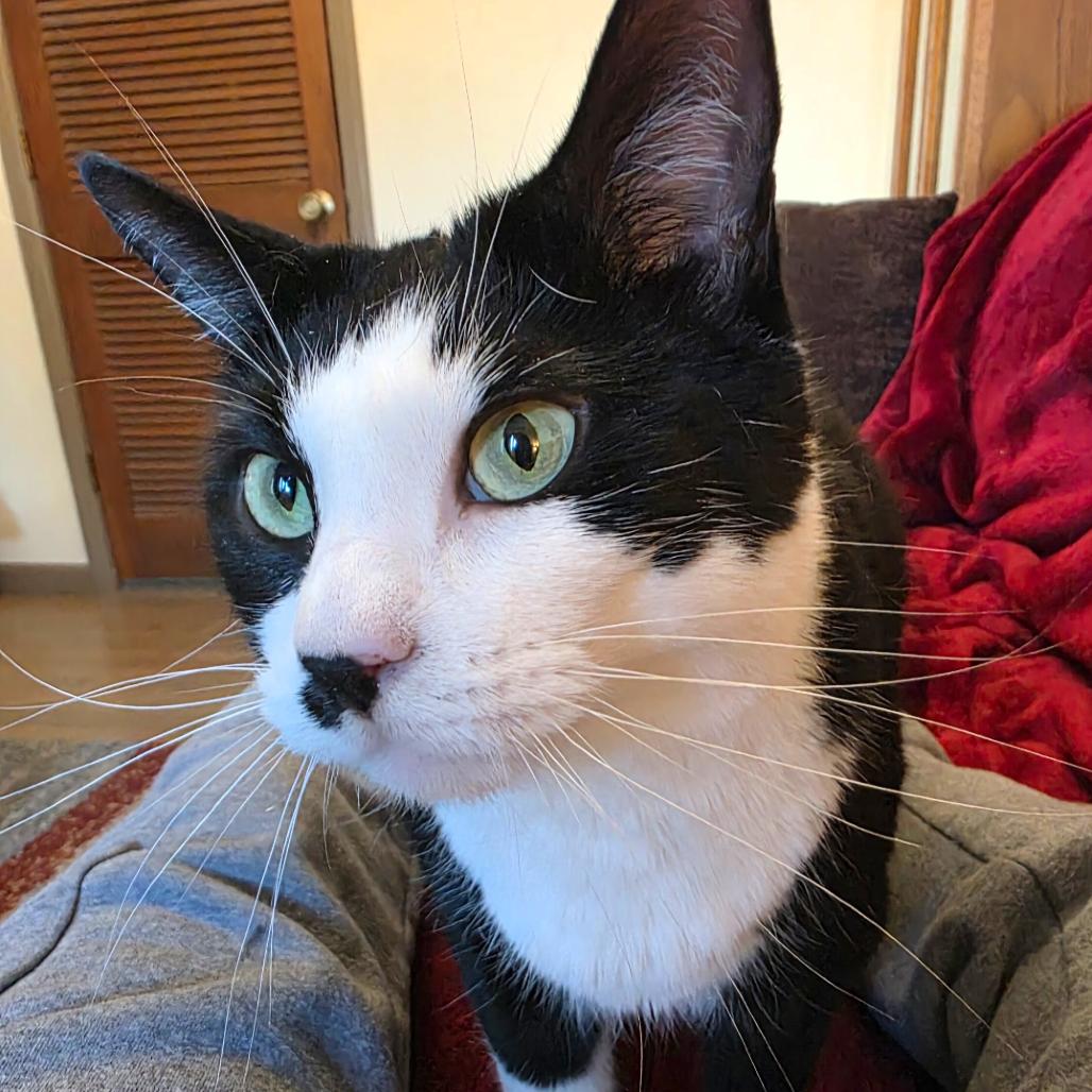 Enlarge Ms. Moo, a Adoptable Domestic Short Hair in Huntsville, AL image 2/2