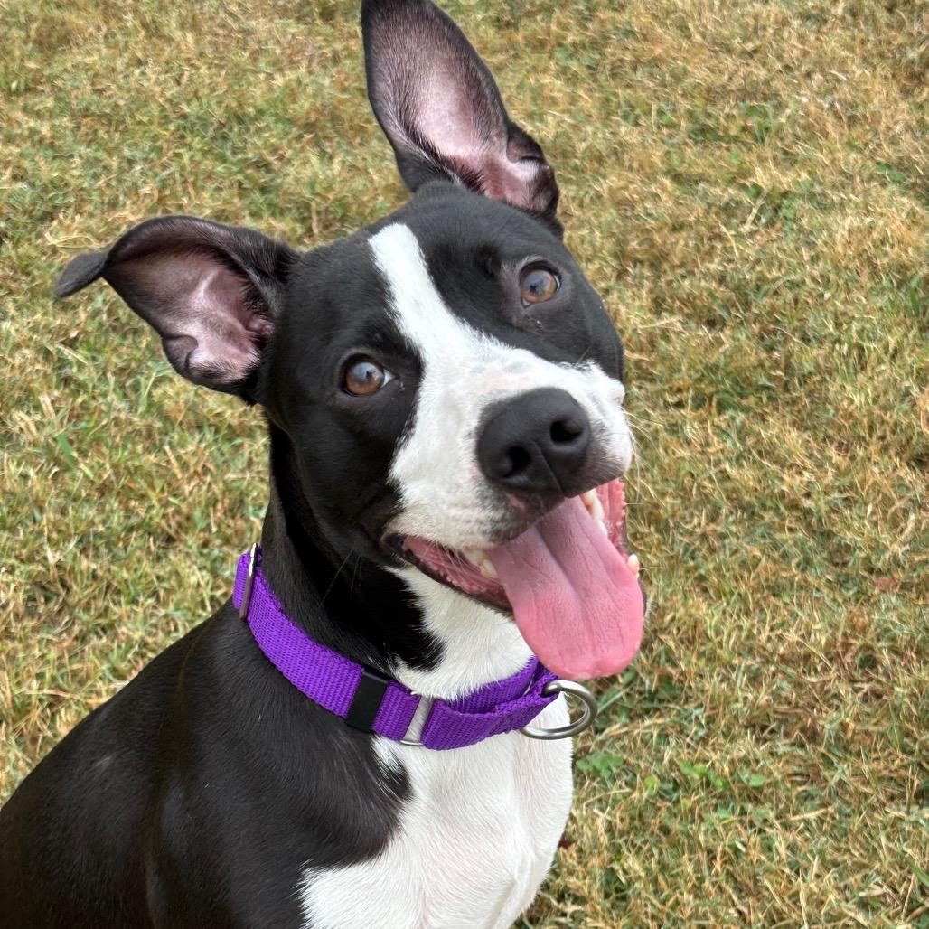 Enlarge Rufus, a Adoptable mixed breed in League City, TX image 1/6