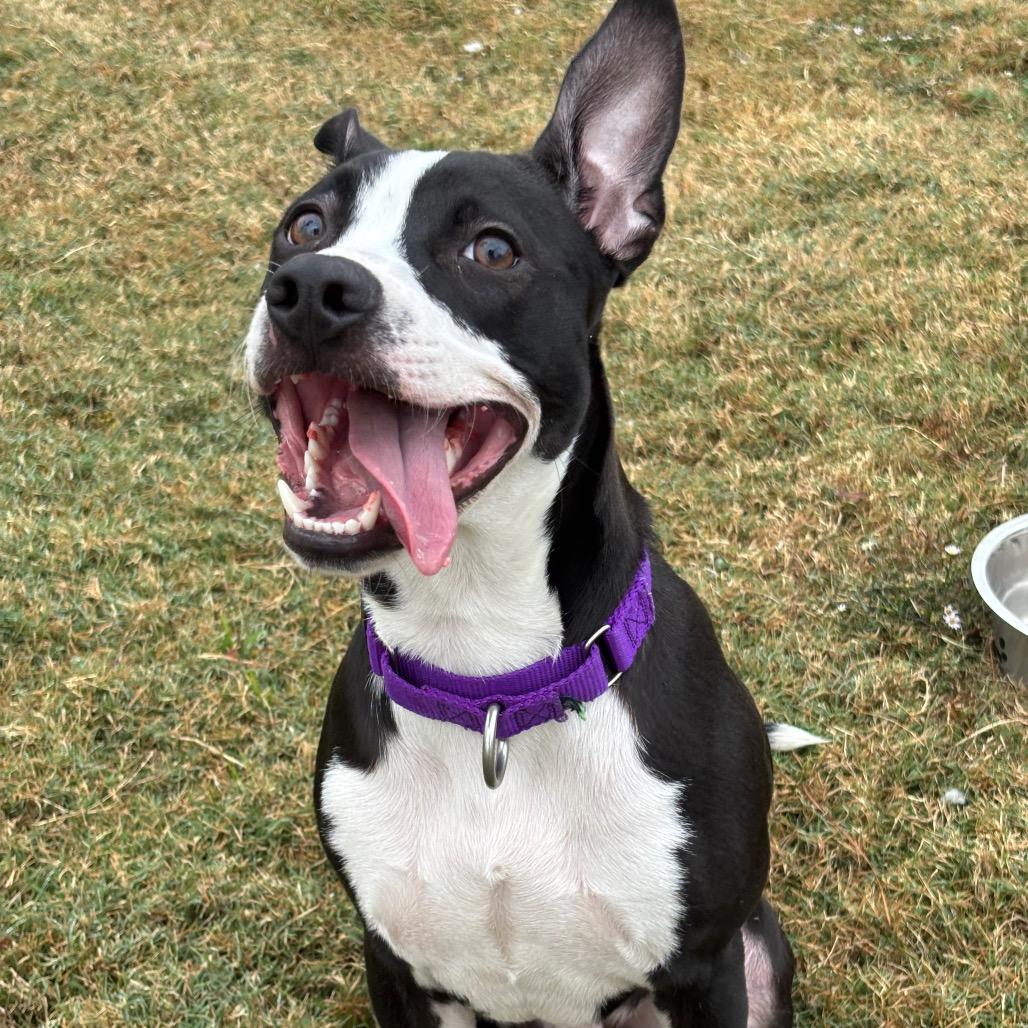 Enlarge Rufus, a Adoptable mixed breed in League City, TX image 2/6